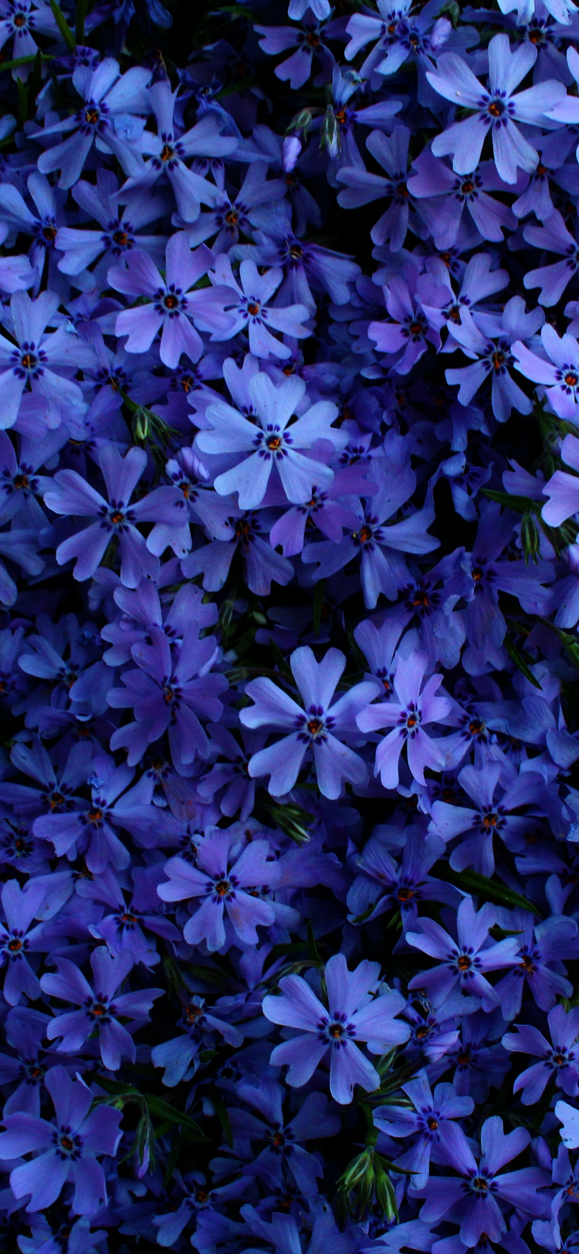 Blue flowers Wallpaper 4K, Floral Background, Flowers, #3157