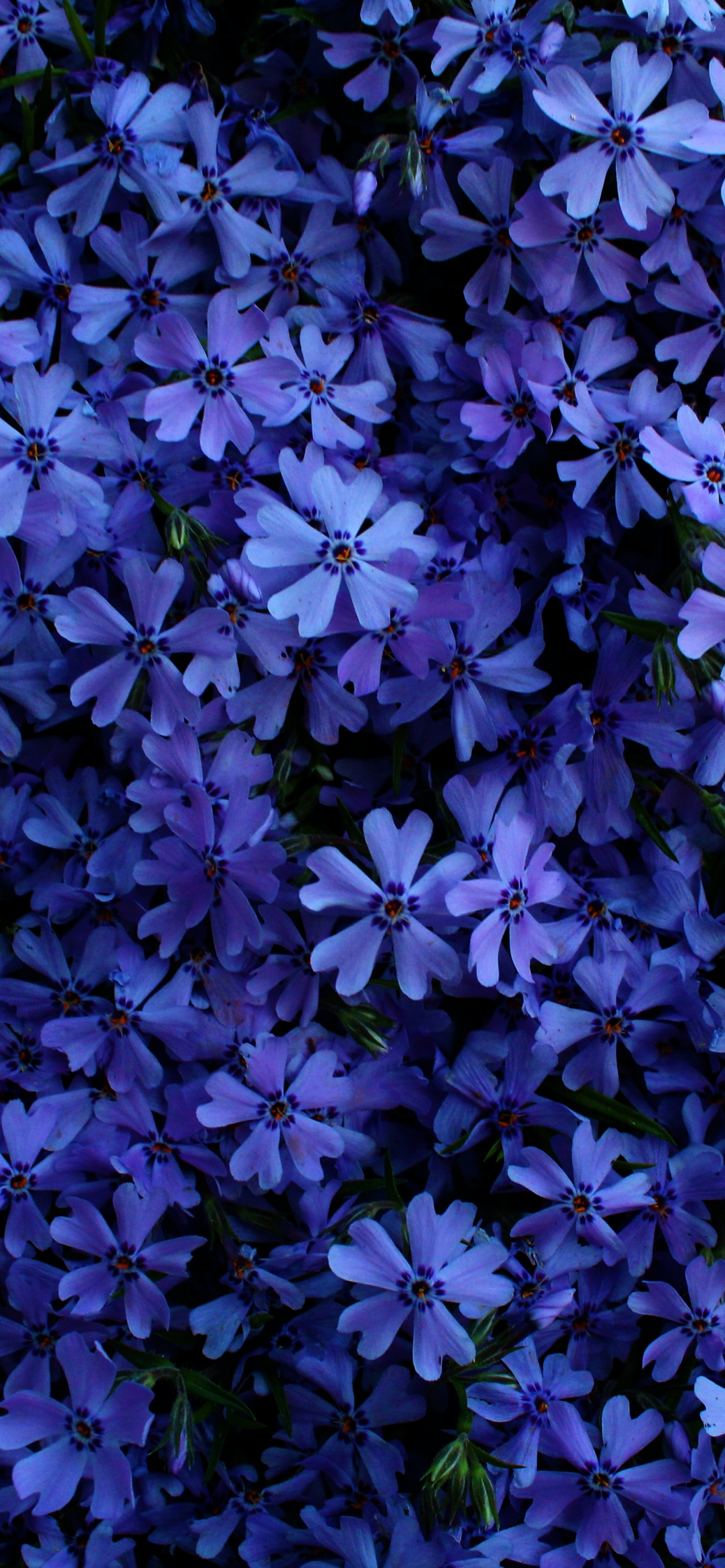 Blue flowers Wallpaper 4K, Floral Background, #3157