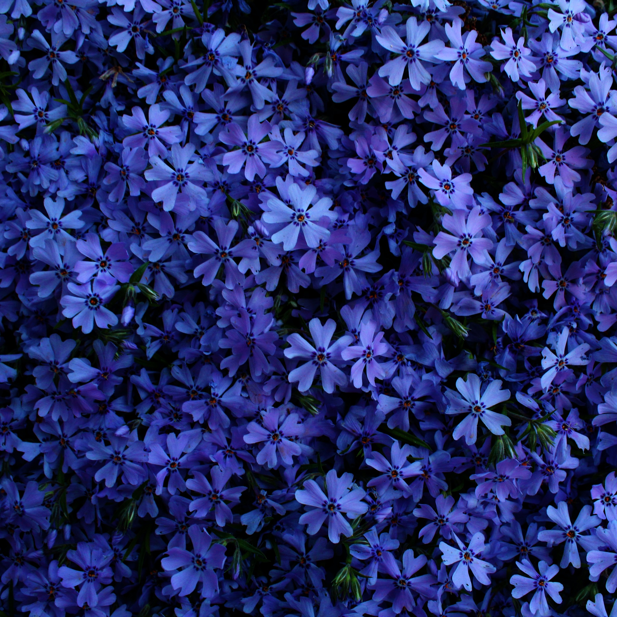 Blue flowers Wallpaper 4K, 5K, Floral Background, Blossom