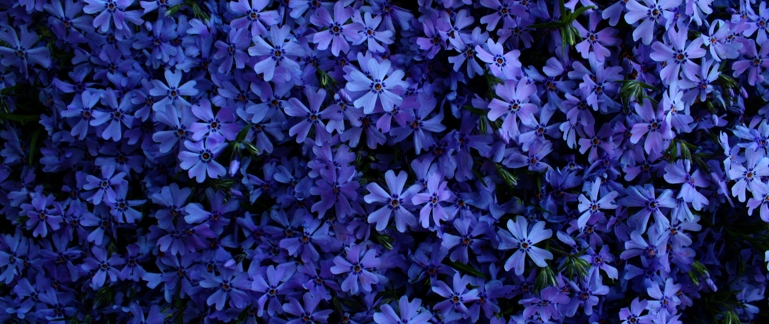 Blue flowers Wallpaper 4K, Floral Background, Flowers, #3157