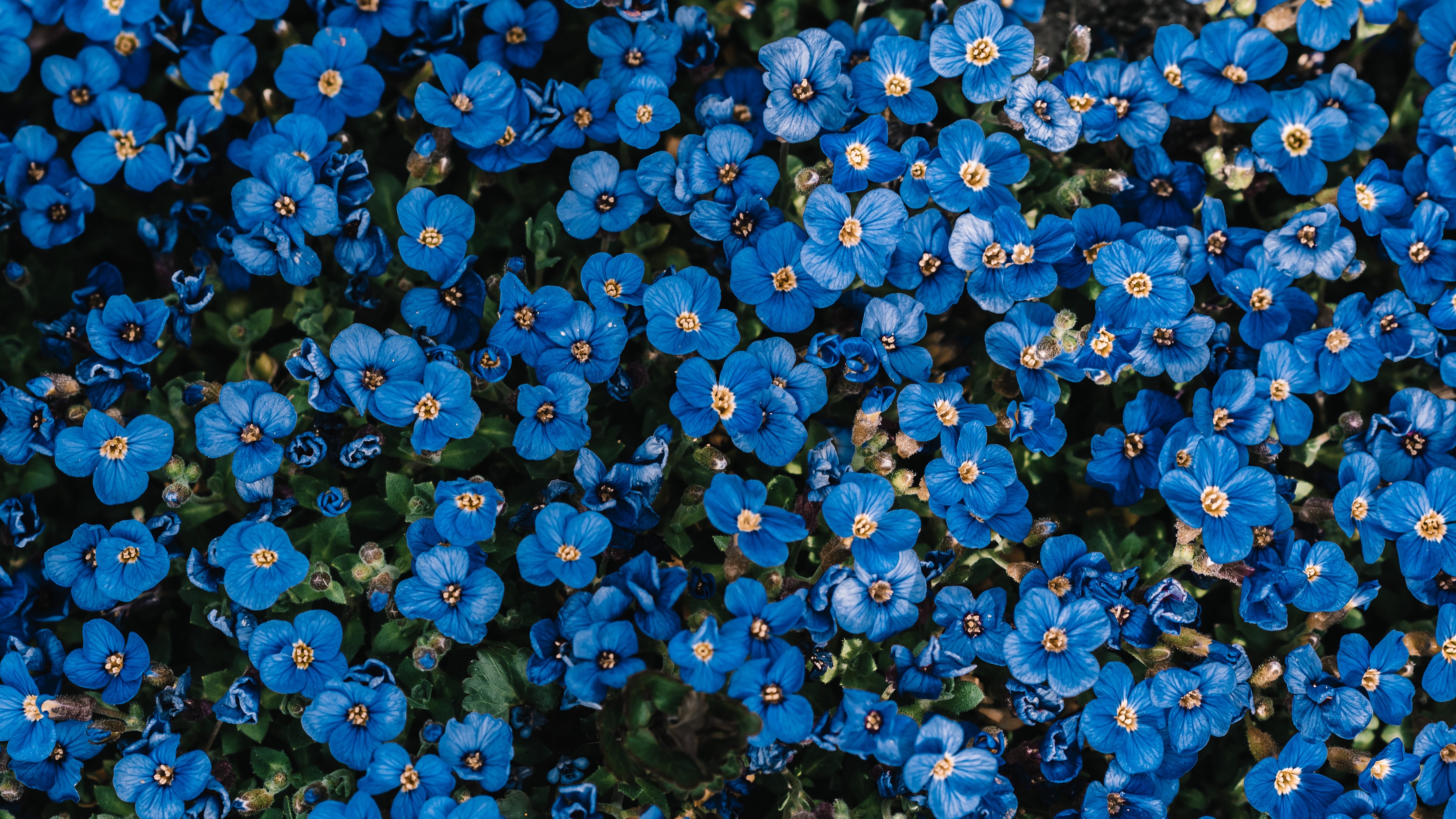 Blue flowers Wallpaper 4K, Flower garden, Blossom, Spring