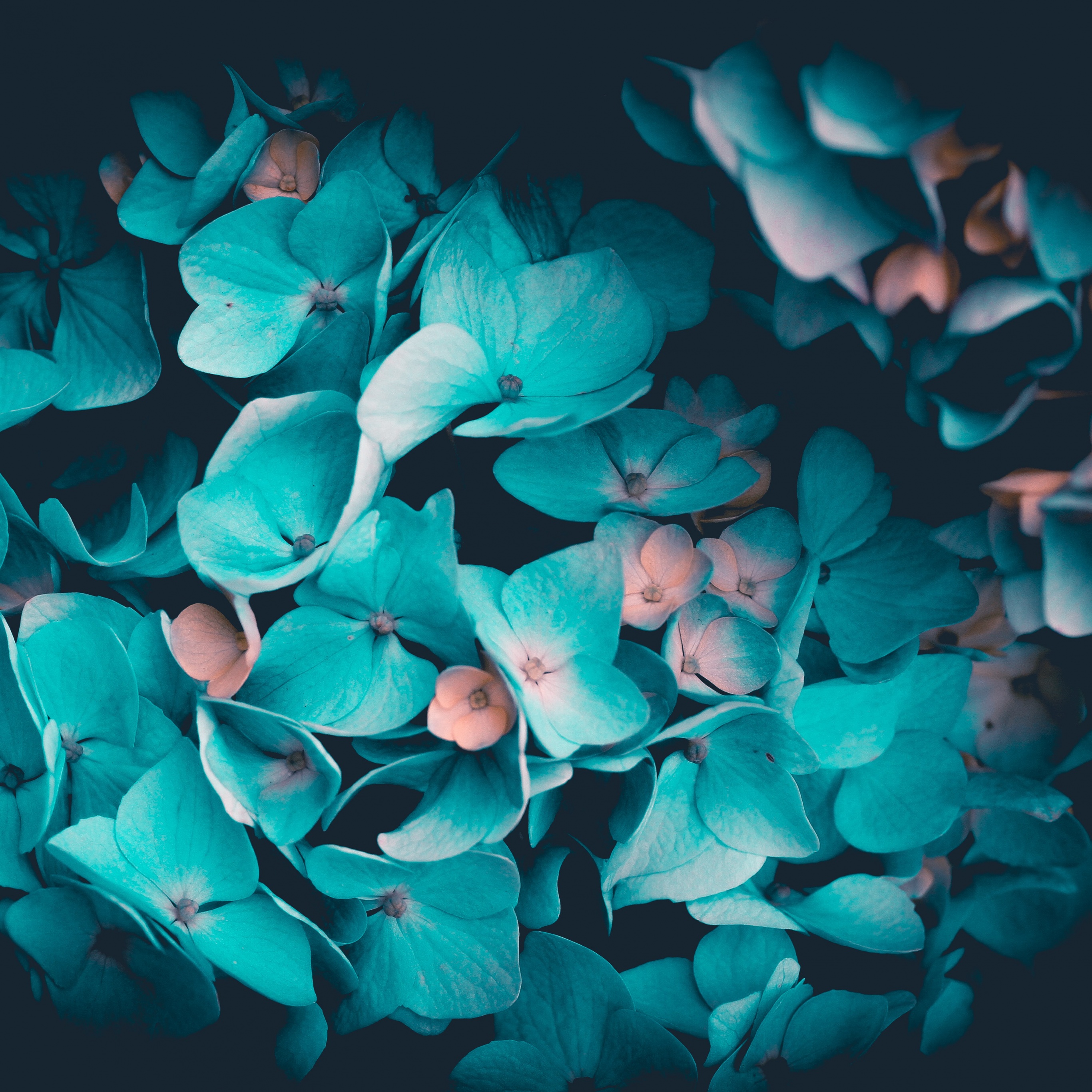 Blue flowers Wallpaper 4K, Petals, Teal, Flowers, #701