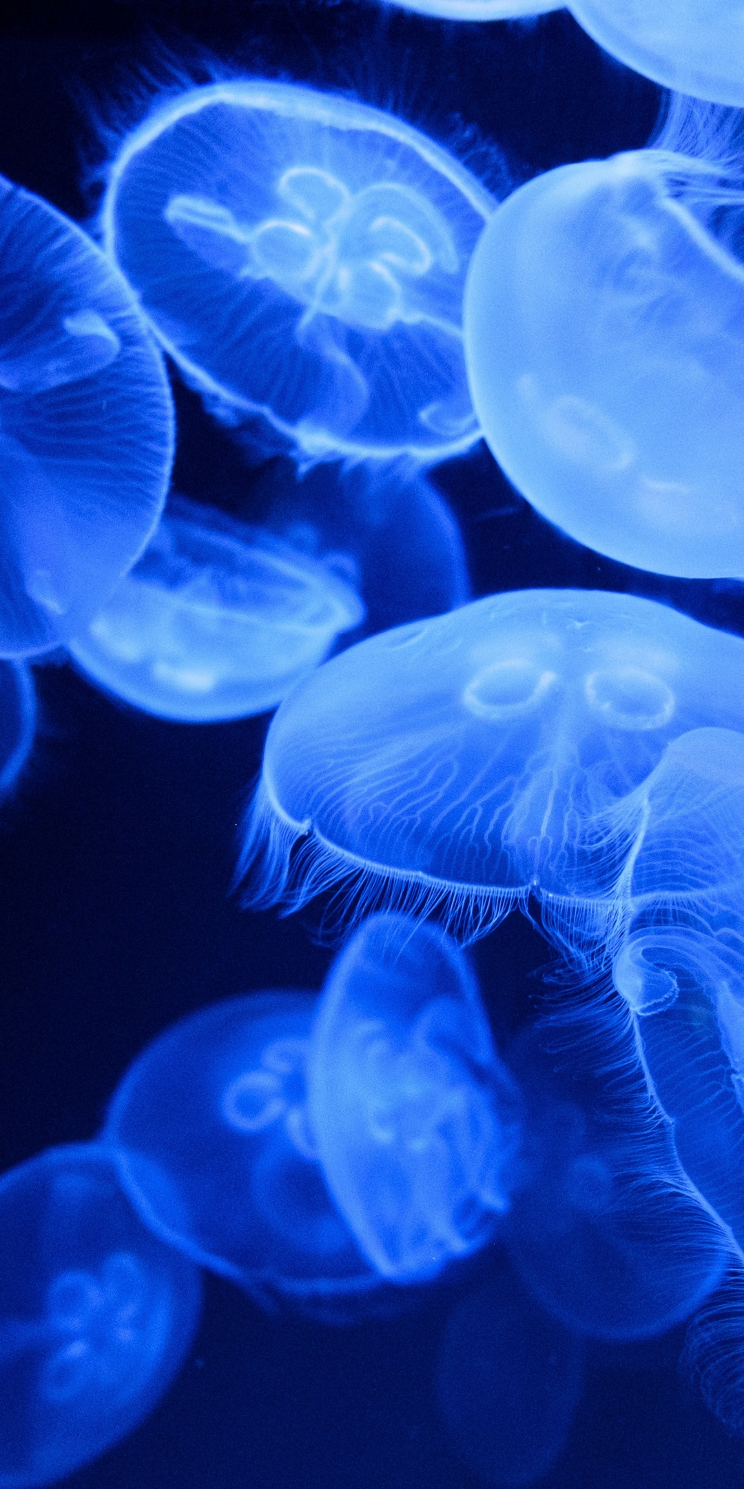 Blue Jellyfish 4K Wallpaper, Aquarium, Underwater, Glowing, Marine life