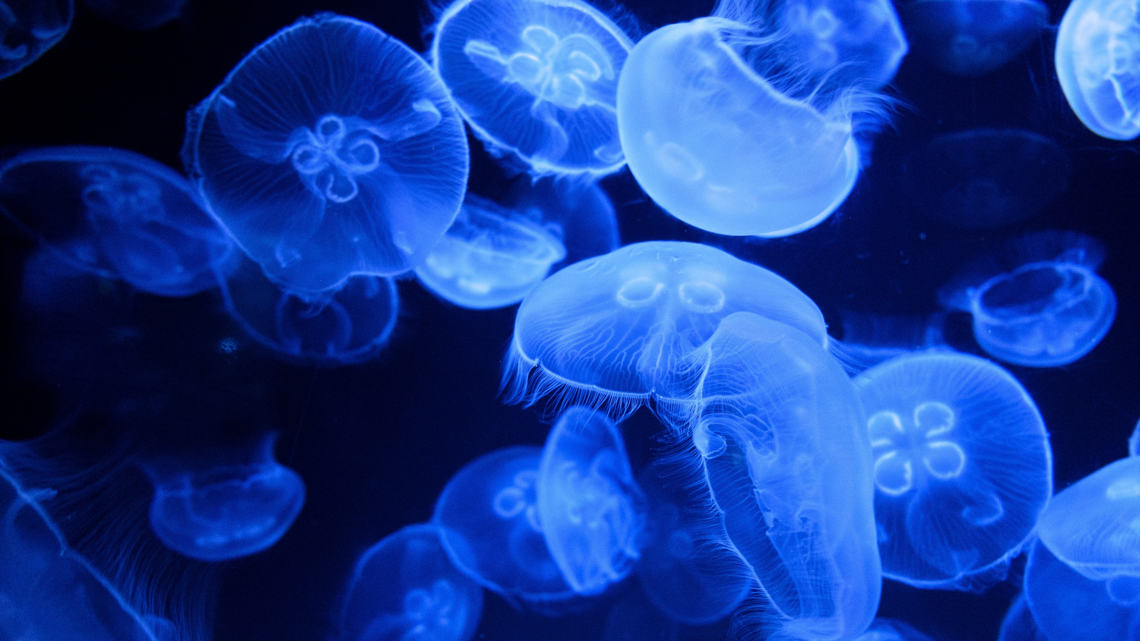 Blue Jellyfish 4K Wallpaper, Aquarium, Underwater, Glowing, Marine life, Transparent, Dark