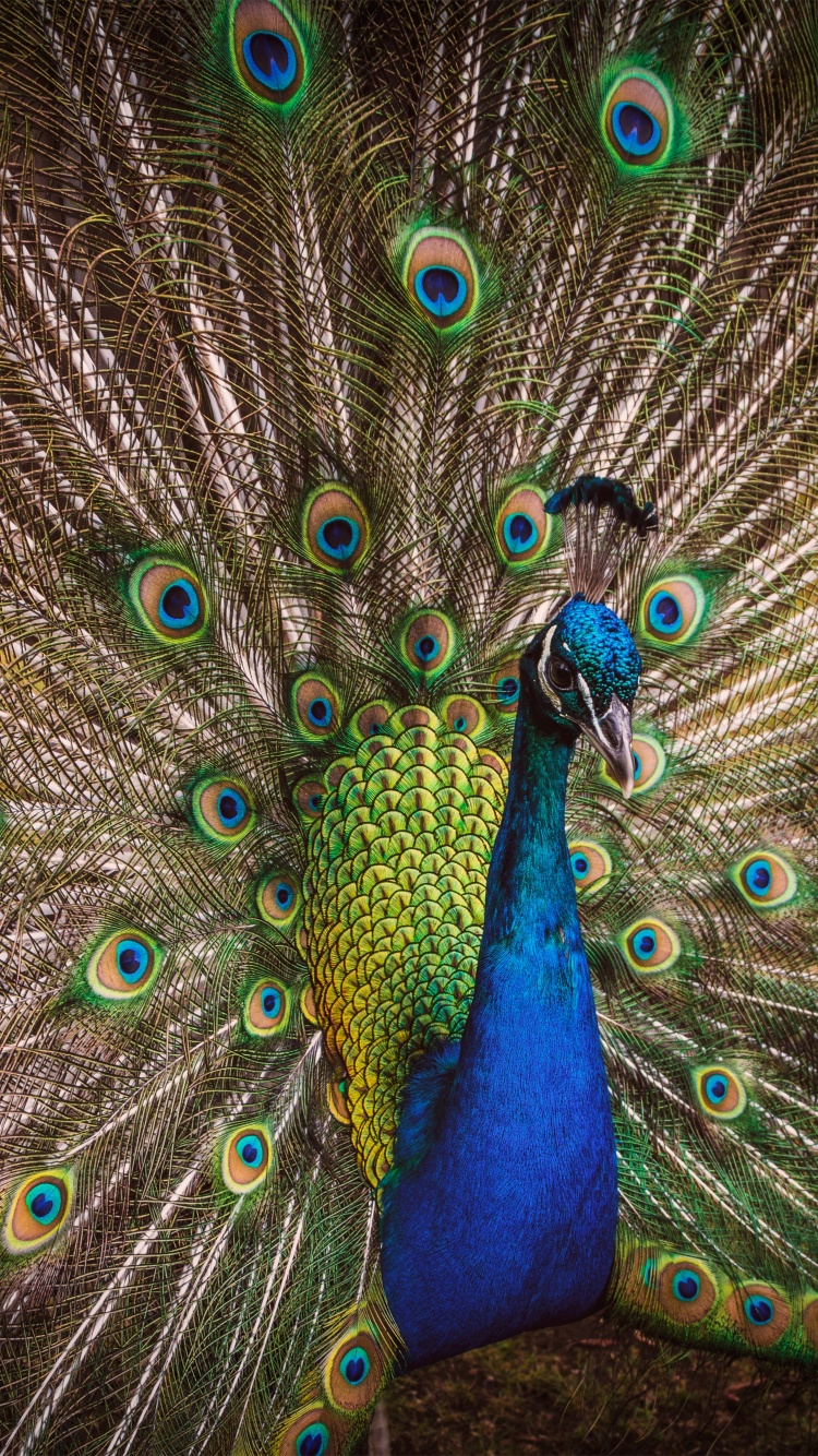 Blue Peacock Wallpaper 4K, Peafowl, Beautiful, Green Feathers, Closeup