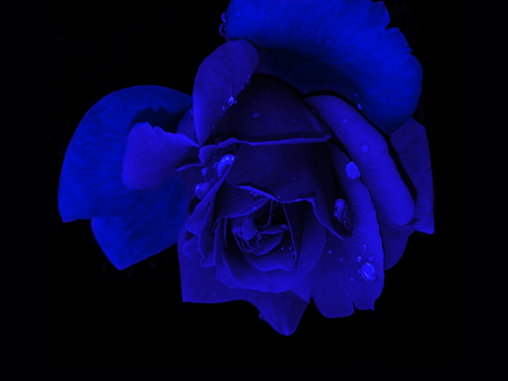 Blue rose Wallpaper 4K, Rose flower, Flowers, #8691