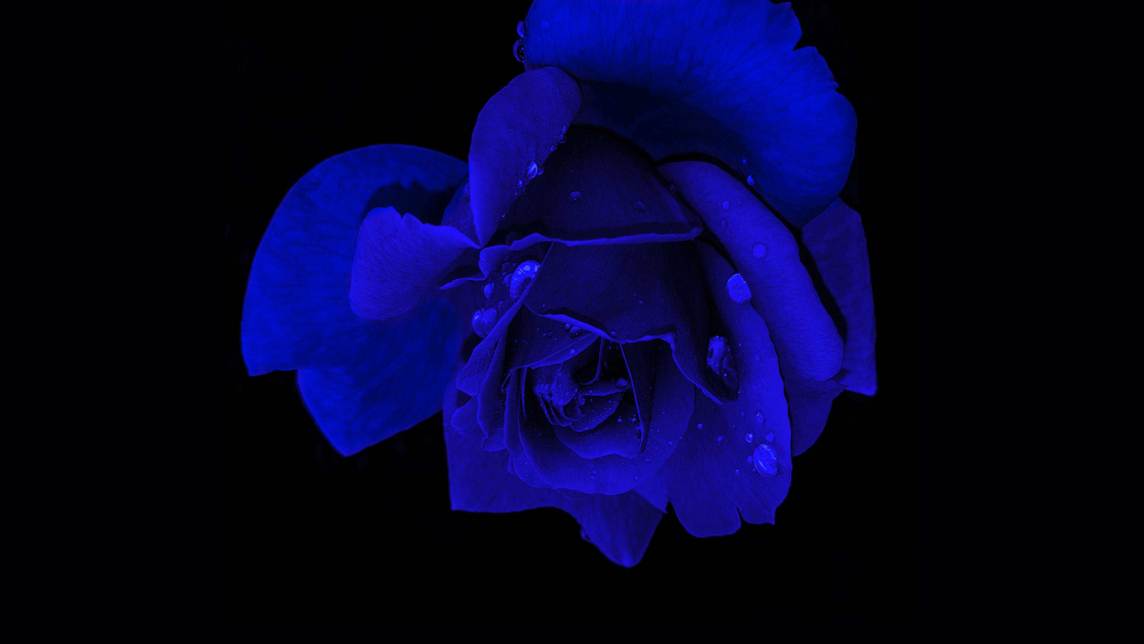 Blue rose Wallpaper 4K, Rose flower, Flowers, #8691