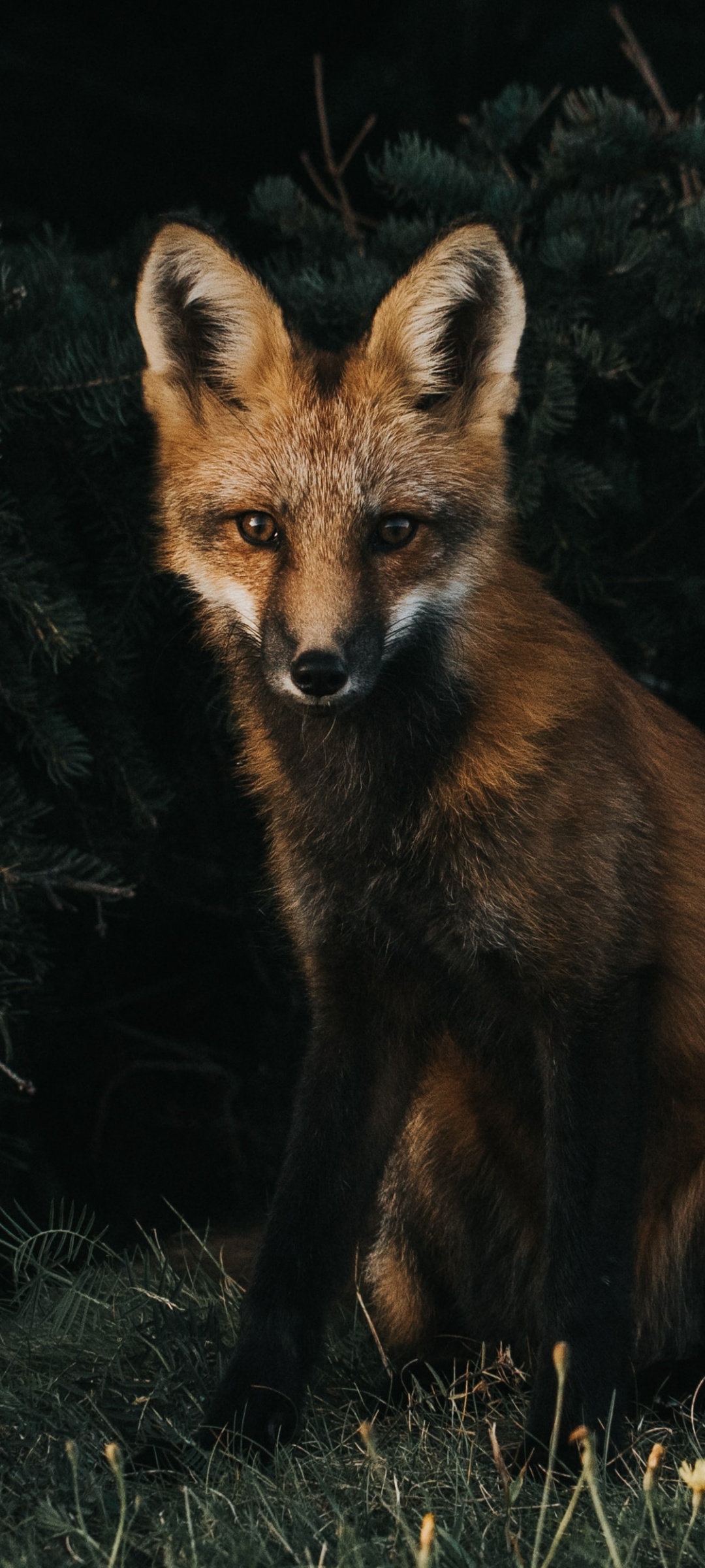 Brown Fox 4K Wallpaper, Green Grass, Dark background, Canine, Wildlife