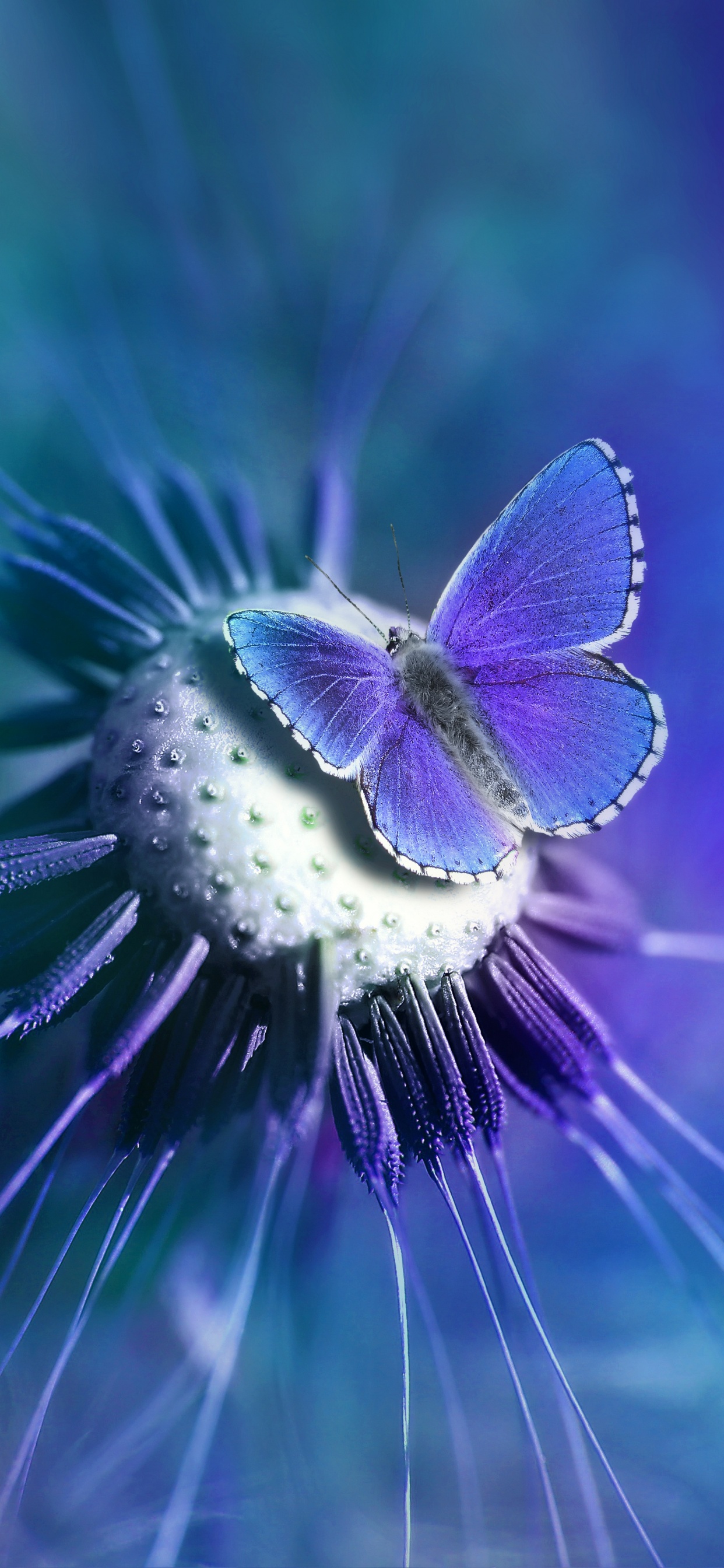 Butterfly Wallpaper 4K, Lycaenidae, Blue, Closeup, Purple, Flowers, #2052