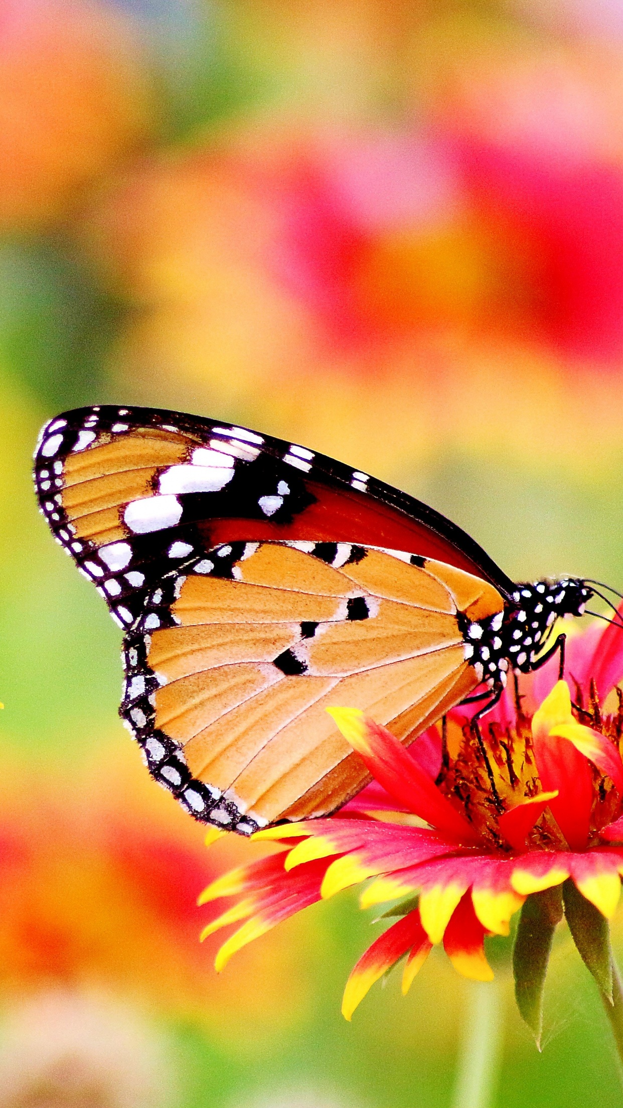 Butterfly Wallpaper 4K, Pollen, Flower garden, Bokeh, Bloom, Blossom