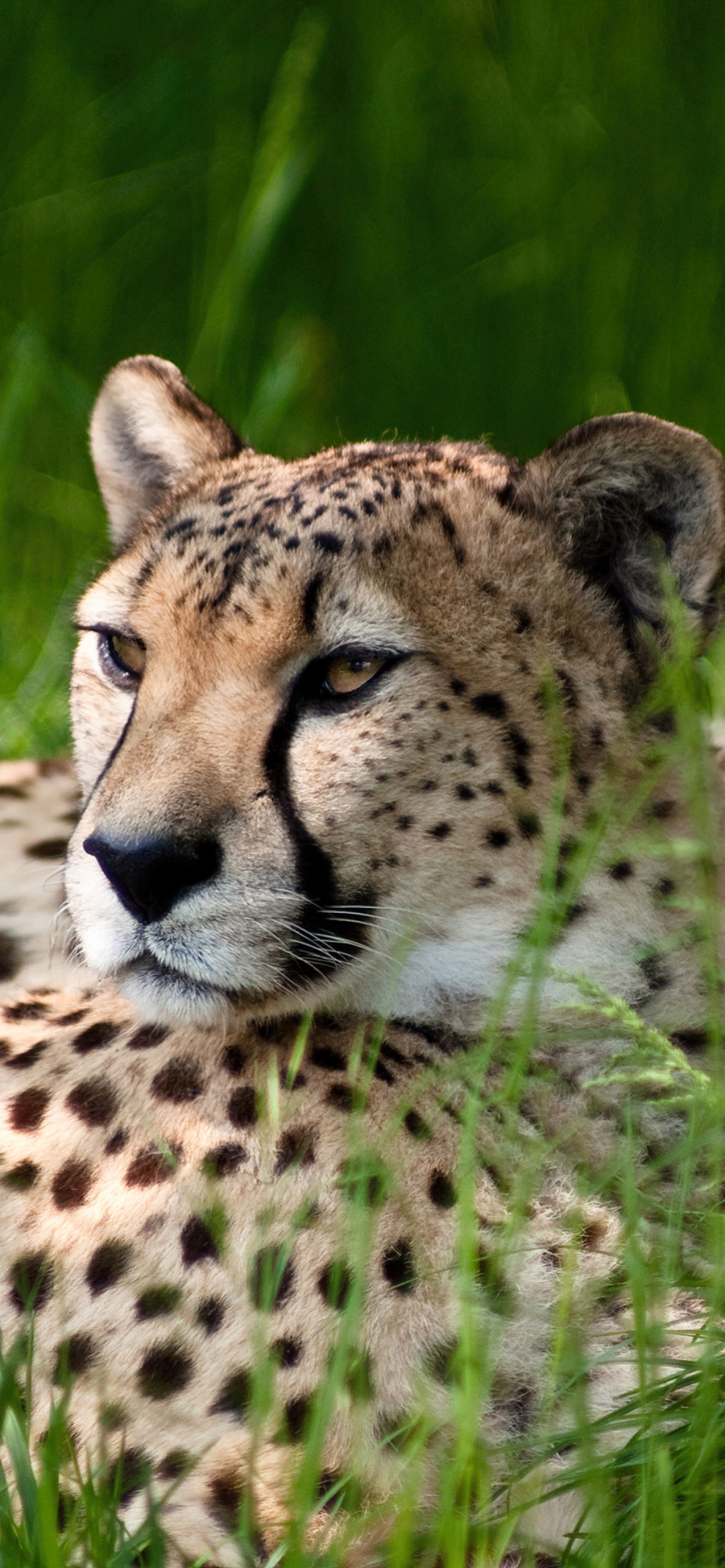 Cheetah Wallpaper 4K Grass Wild animals Animals 6044