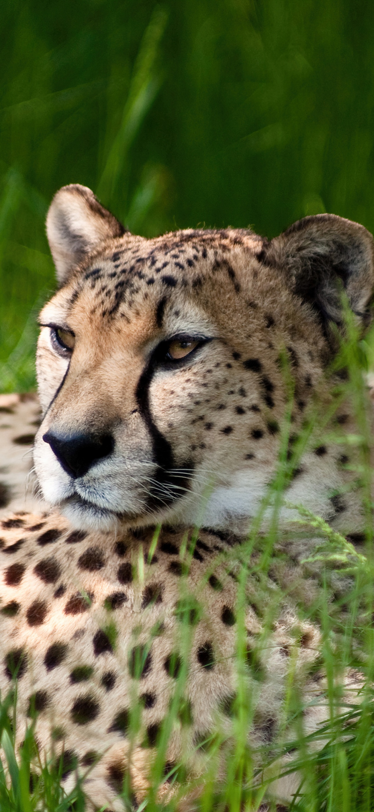 Download Cheetah wallpapers for mobile phone free Cheetah HD pictures