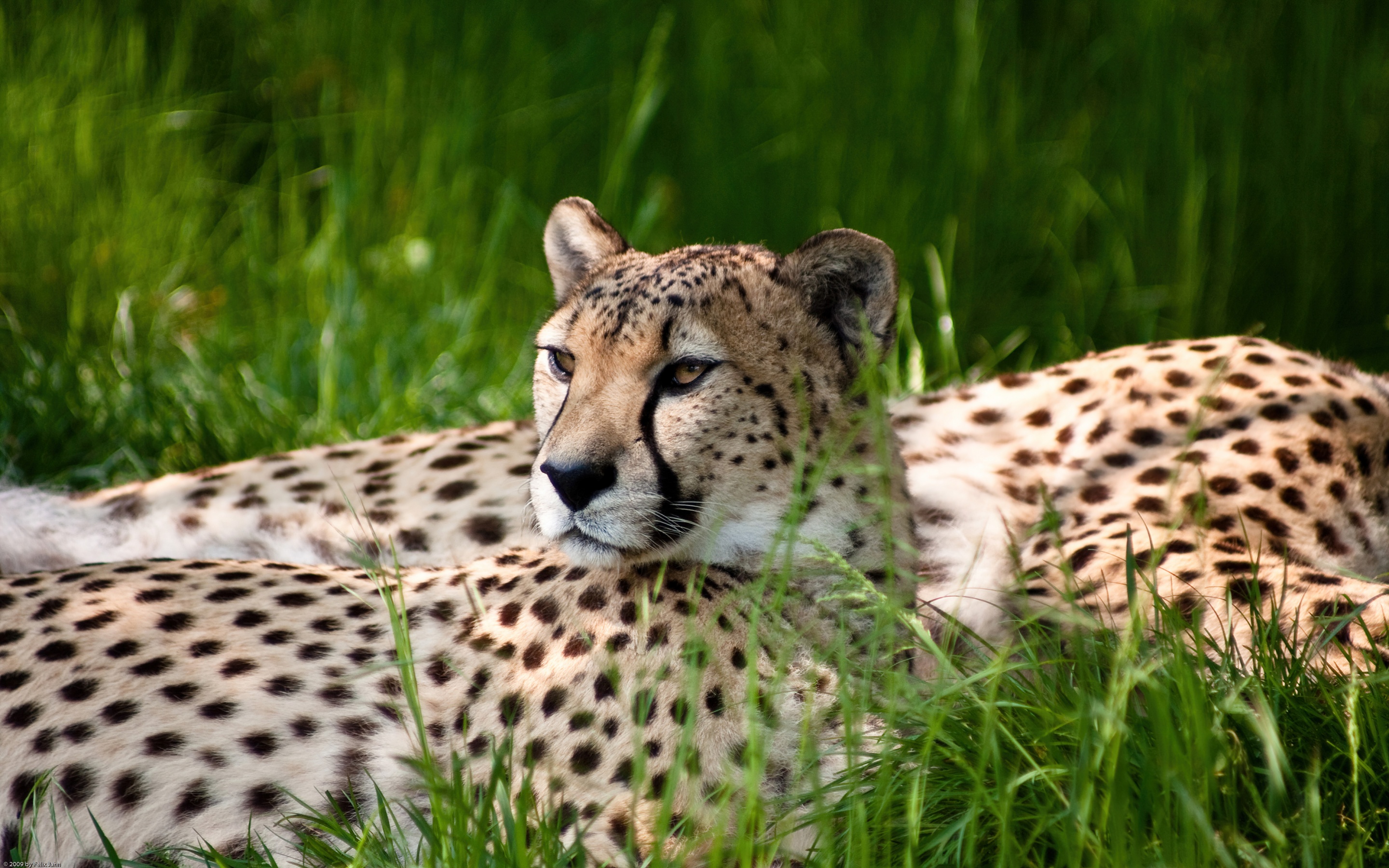 Cheetah Wallpaper 4K, Grass, Wild animals, Animals/Search Results, #6044