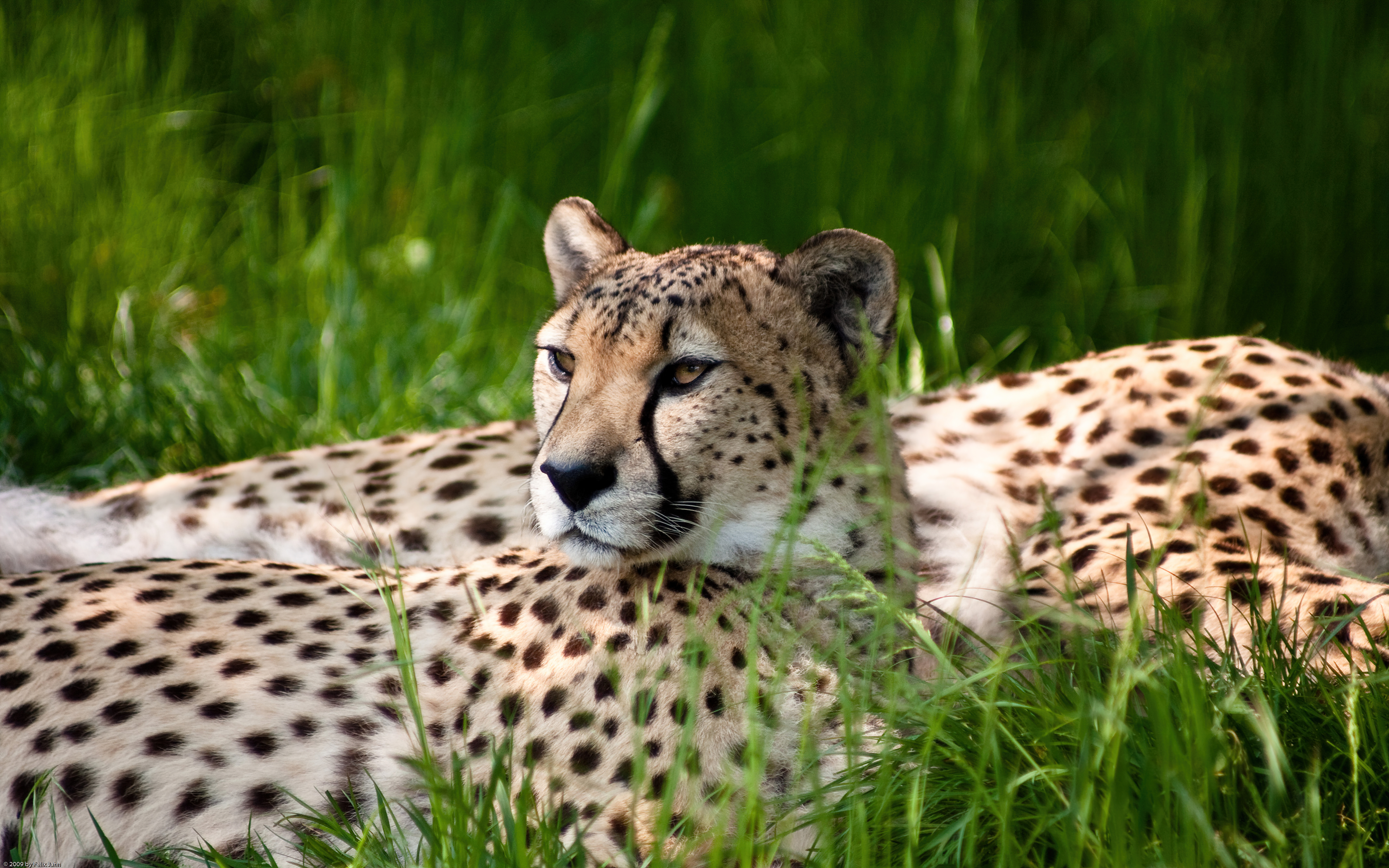 Cheetah Wallpaper 4K, Grass, Wild animals, Animals, #6044