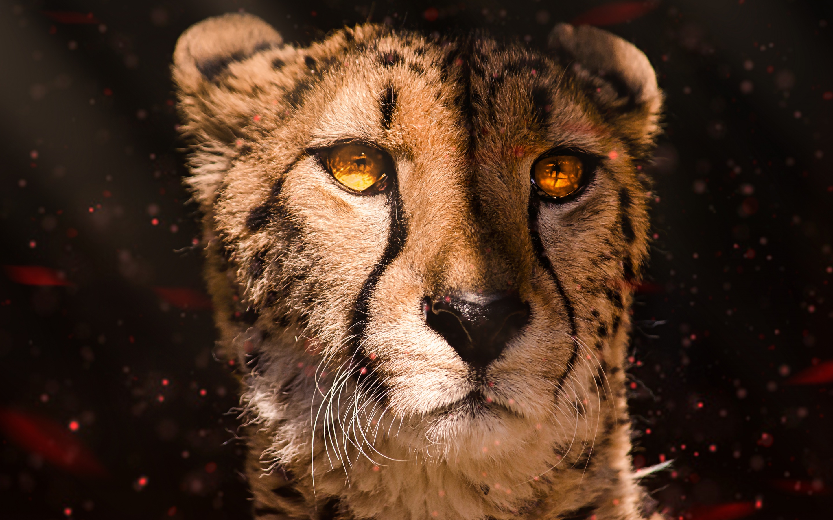 Cute Cheetah Wallpaper 58 images