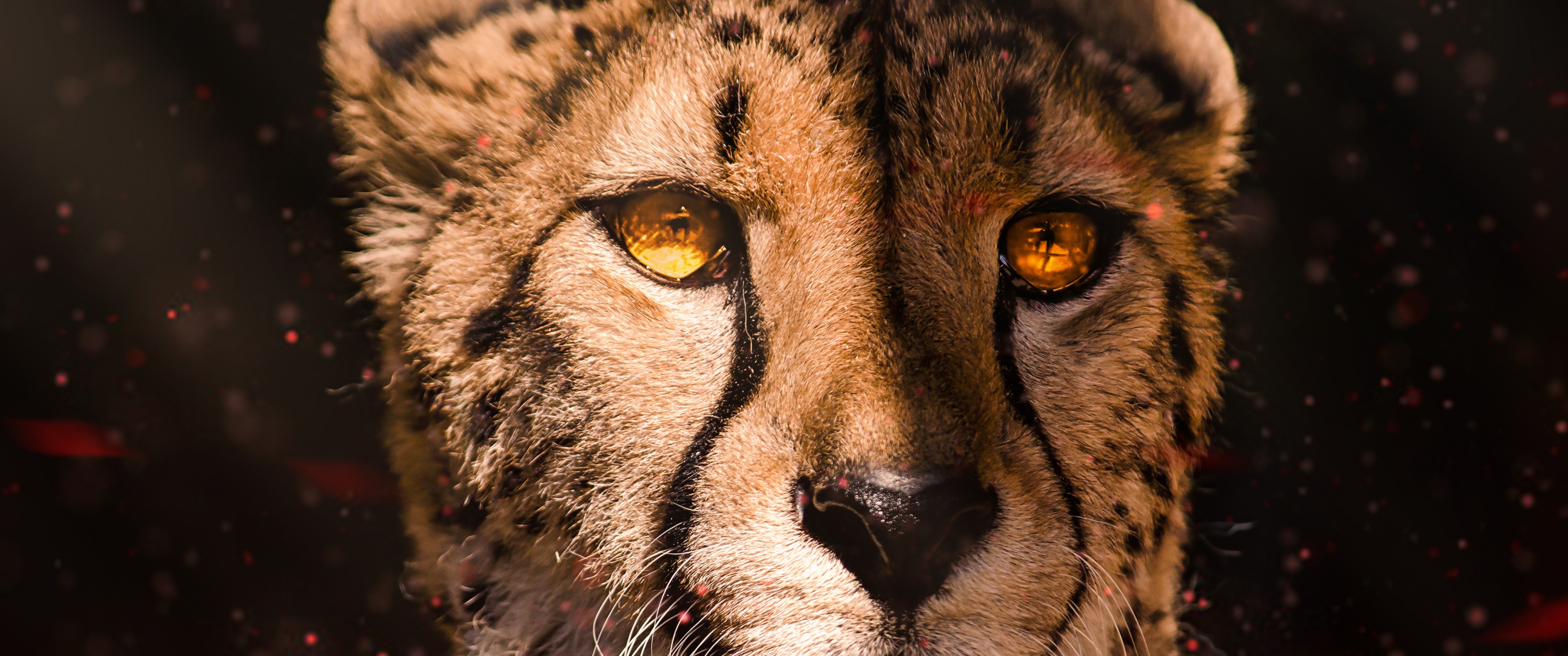 Cheetah Eyes 4K Wallpaper #6.450