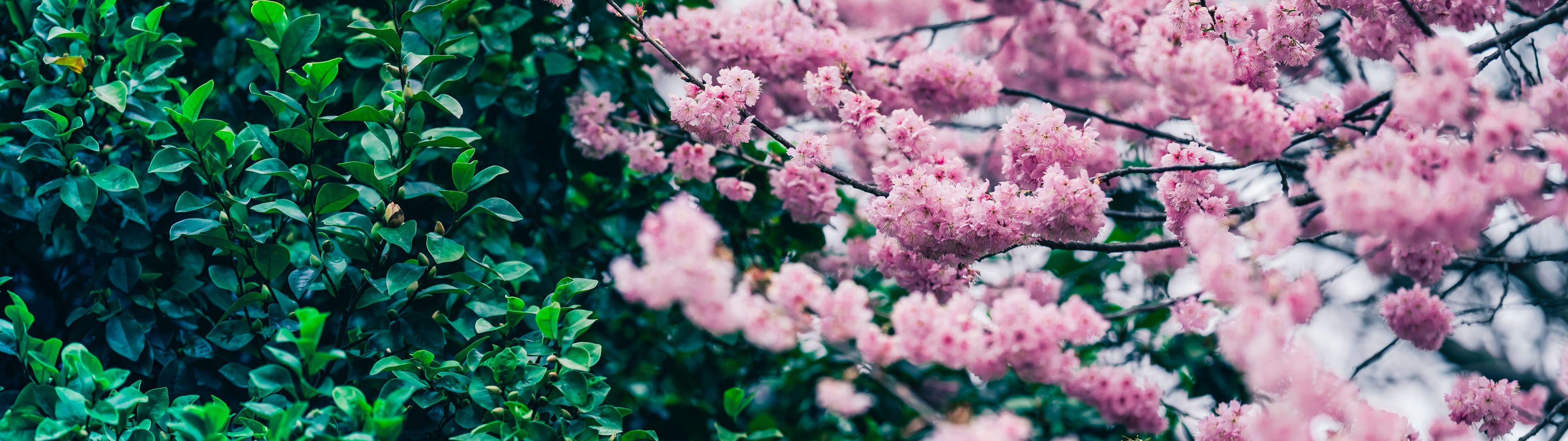 Hãy cảm nhận cơn gió mùa xuân mang theo những cánh hoa anh đào tuyệt đẹp với bức ảnh này. Đây chắc chắn là món quà ý nghĩa dành cho bạn.