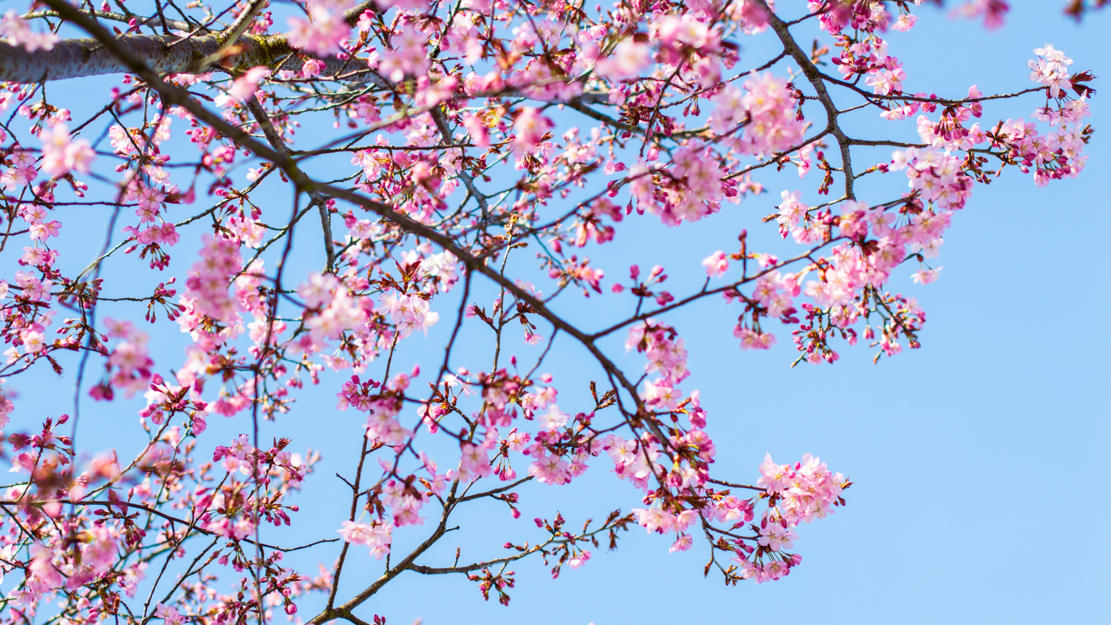 Cherry Blossom Tree 4K wallpaper