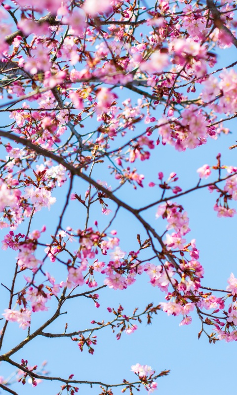 Cherry blossom Wallpaper 4K, Spring, Pink flowers, Blue Sky