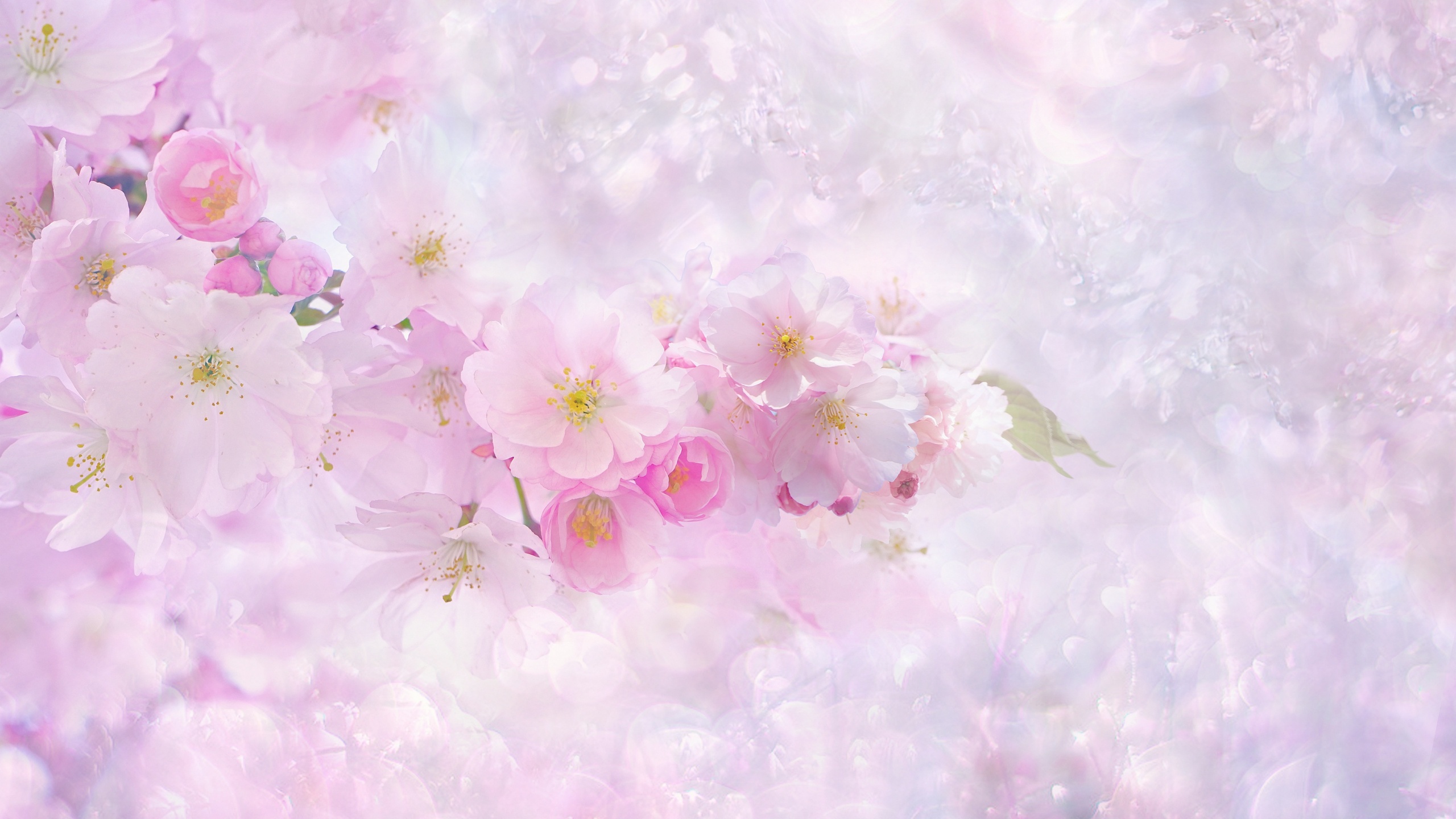 73 Cherry Blossom Desktop Wallpaper  WallpaperSafari