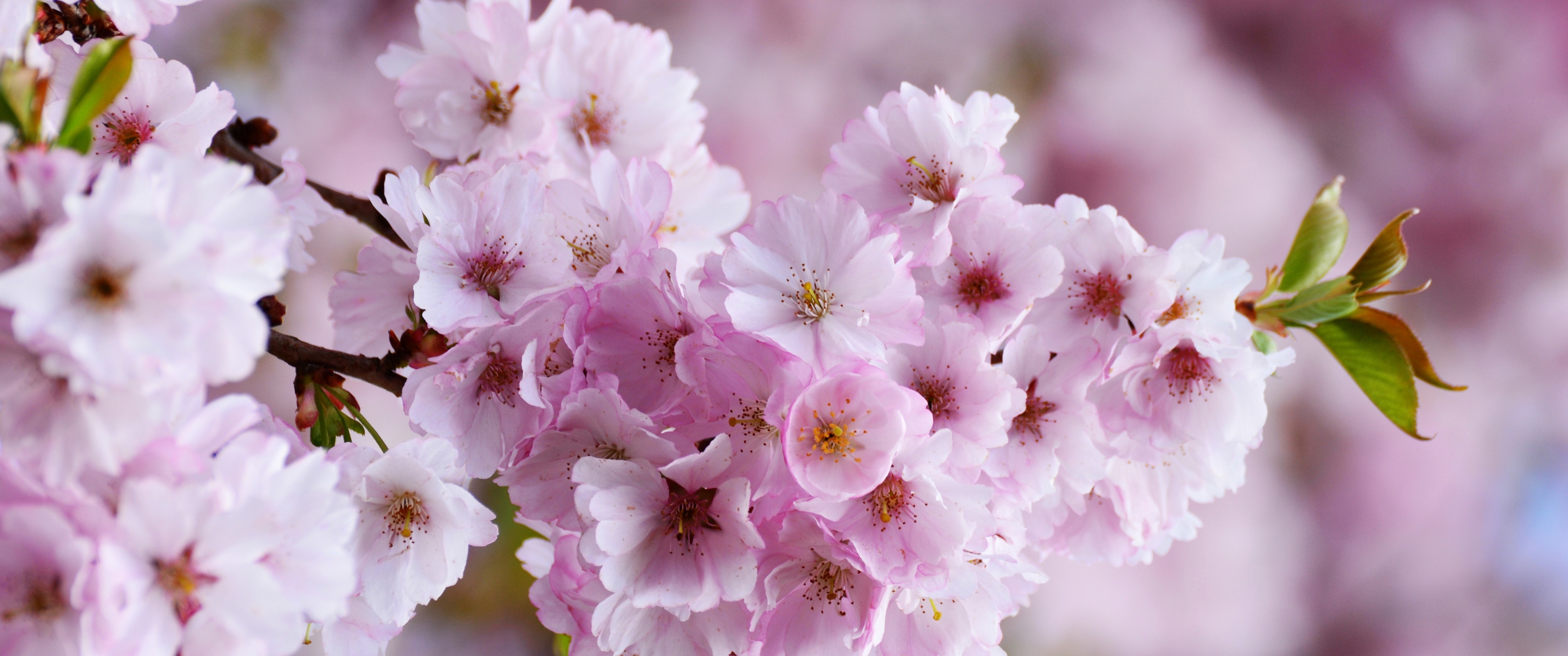 Cherry blossom Wallpaper 4K, Spring, Pink flowers, Flowers, #7037