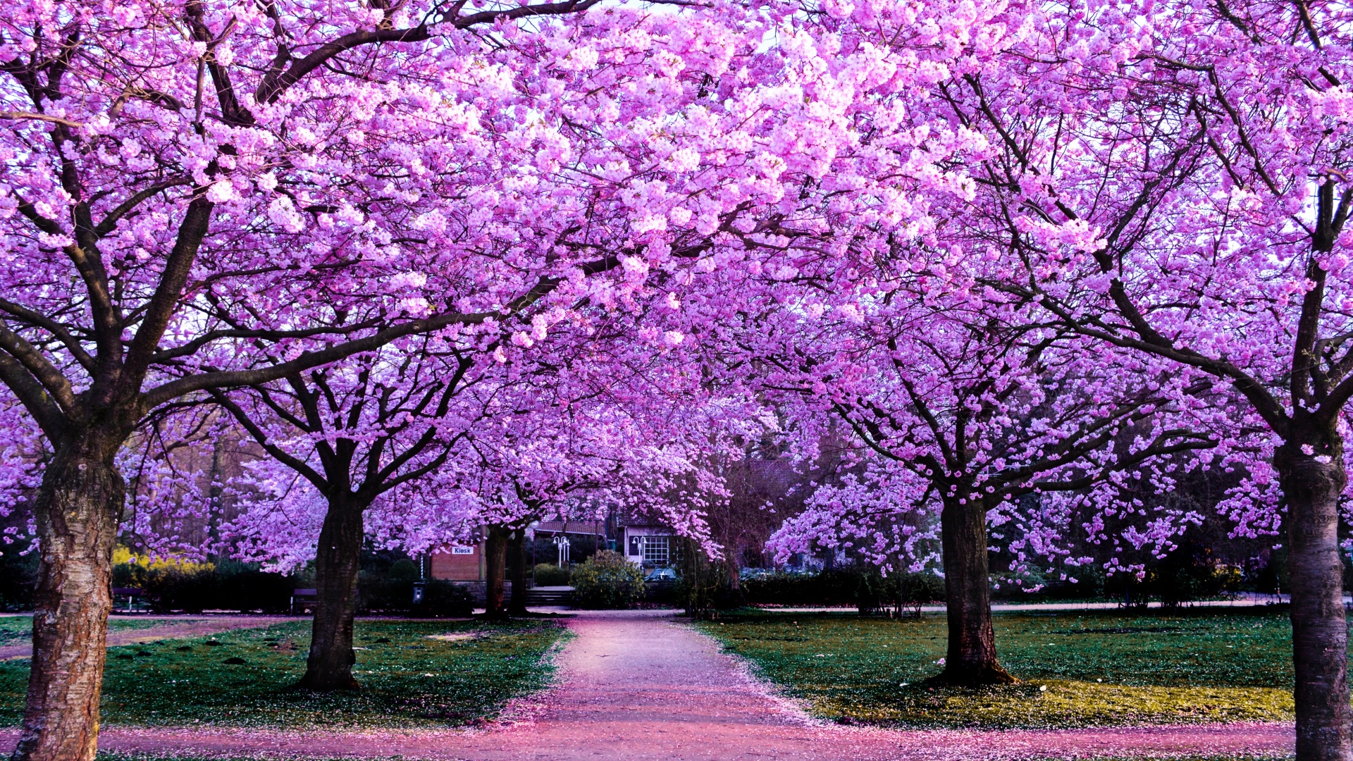 Cherry Blossom Trees Wallpaper 4K, Purple Flowers, Pathway, Park