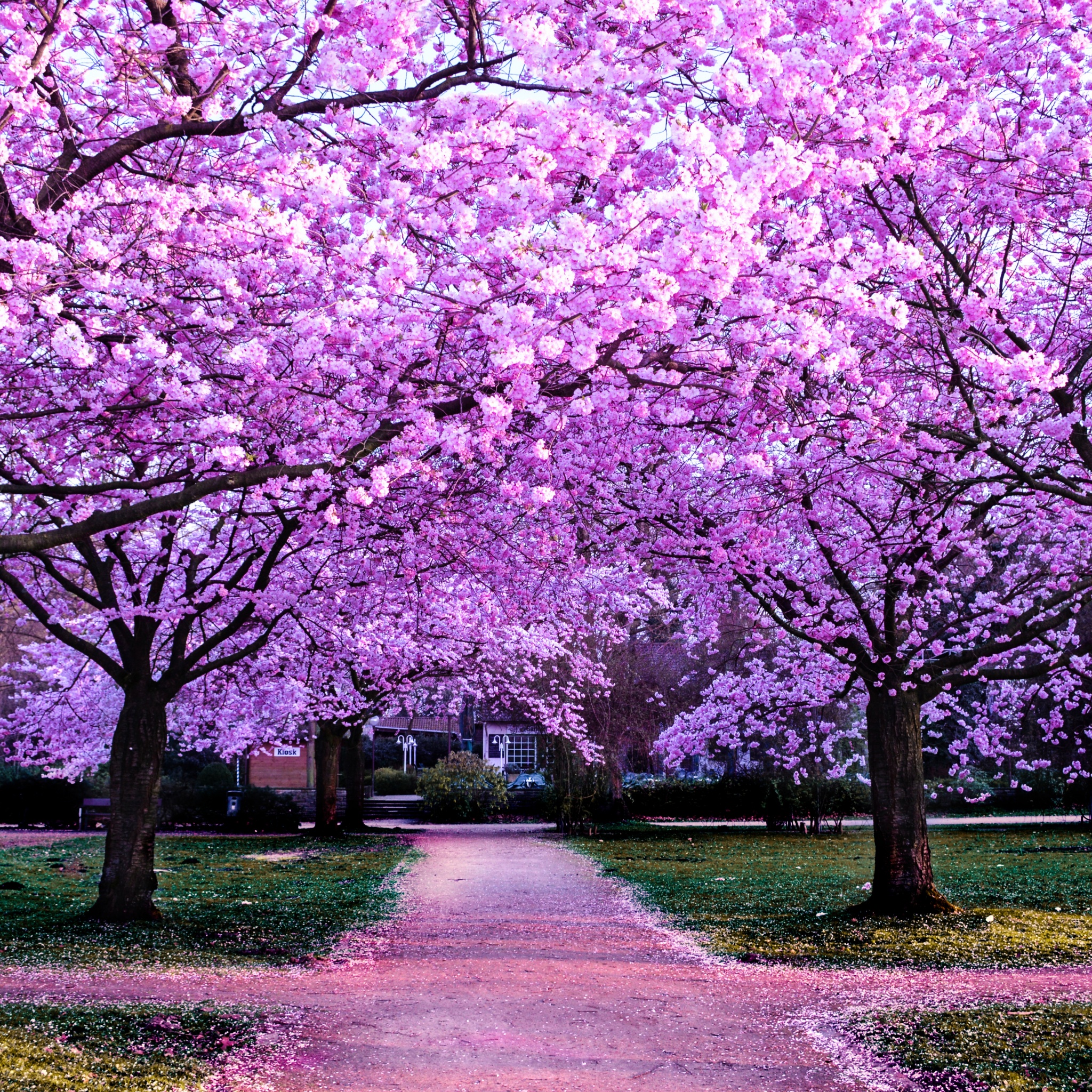 Cherry Blossom Trees Wallpaper 4K, Purple Flowers, Pathway, Nature, #3300