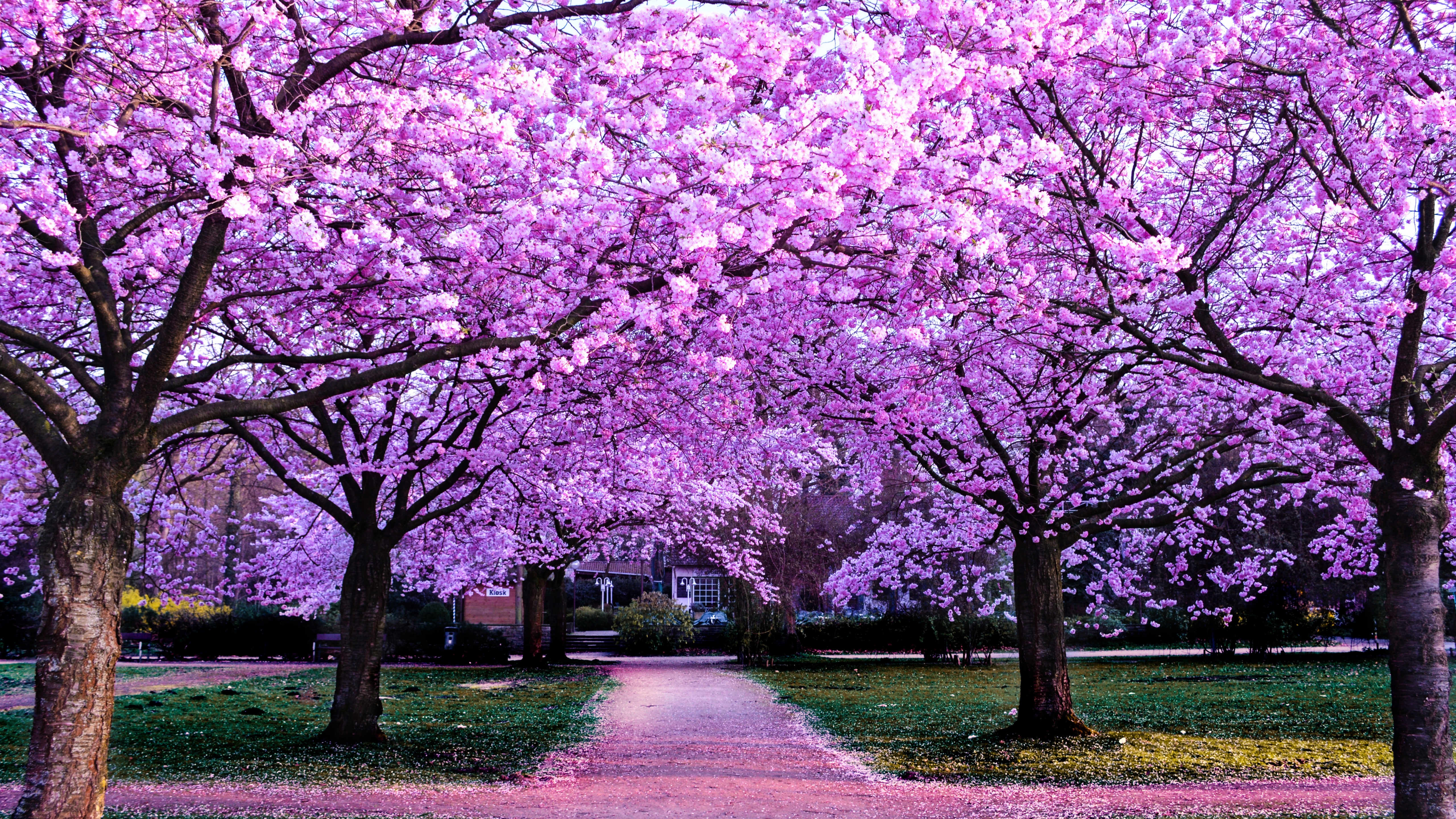 Wallpaper iPhone/spring/flowers/beauty ❤ | Cherry blossom japan, Cherry  blossom, Blossom trees