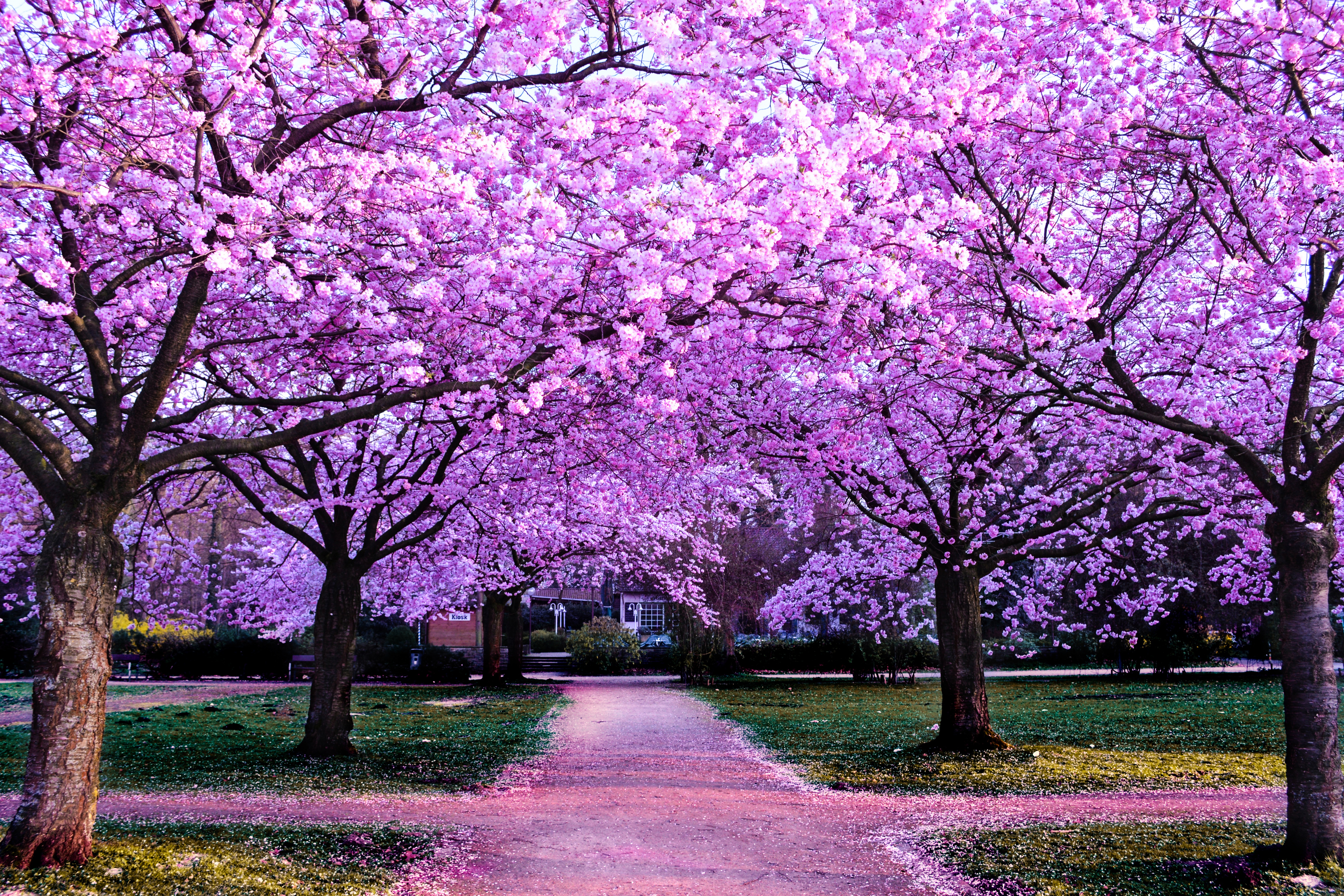 Big blossom. Сакура черри блоссом. Сакура черри блоссом дерево. Pink черри блоссом дерево деревья парк. Сакура вишня.