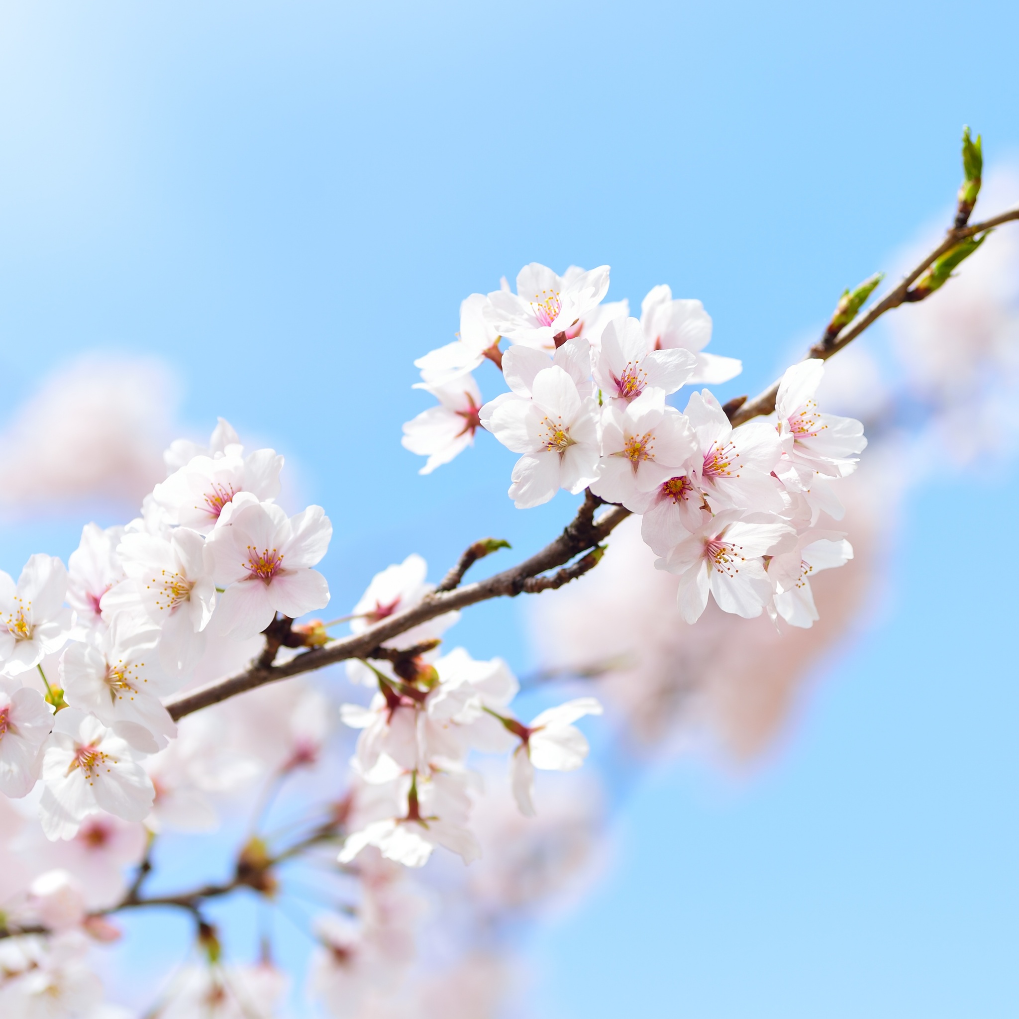 White Cherry Blossom Under Blue Sky  Free Stock Photo