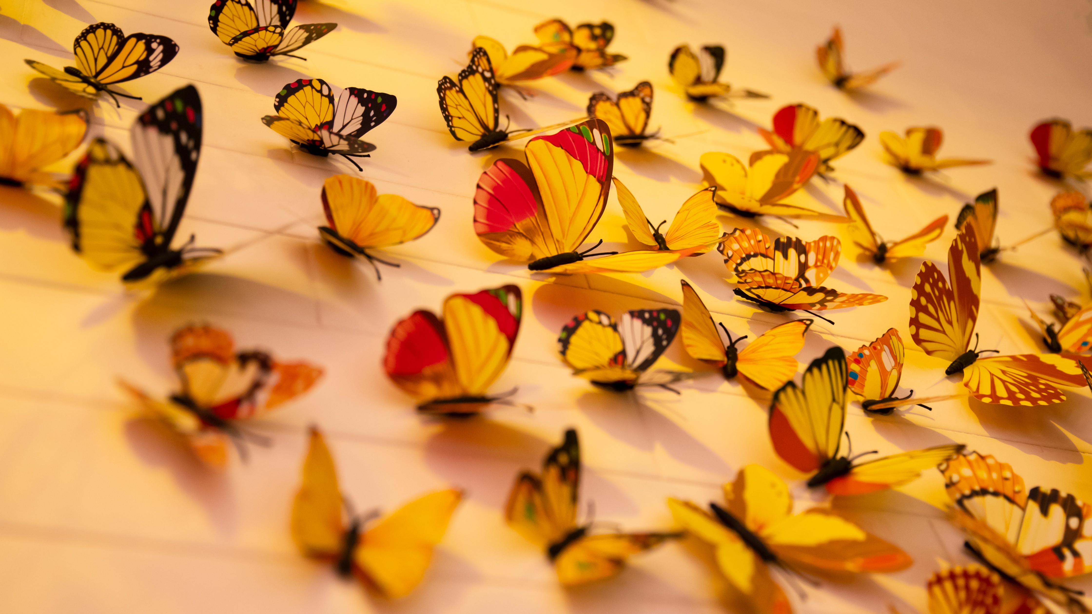 Butterfly Aesthetic Pictures  Download Free Images on Unsplash