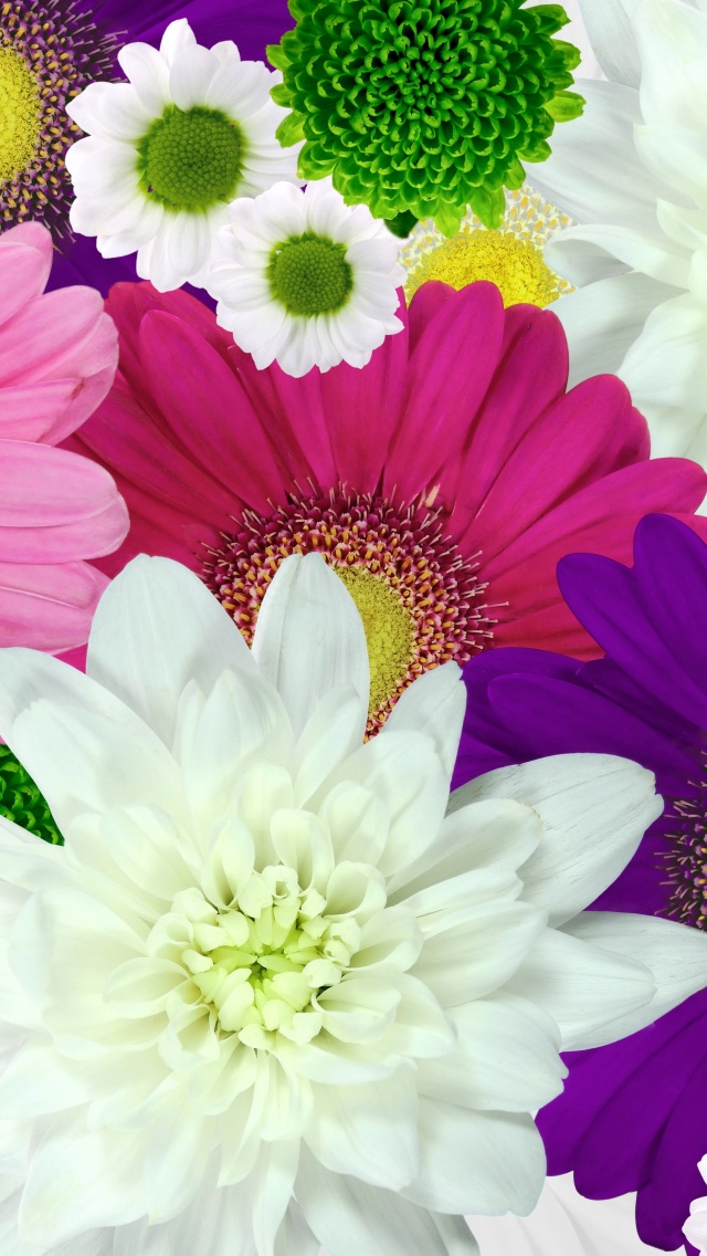 Colorful flowers Wallpaper 4K, Daisies, Chrysanthemum flowers