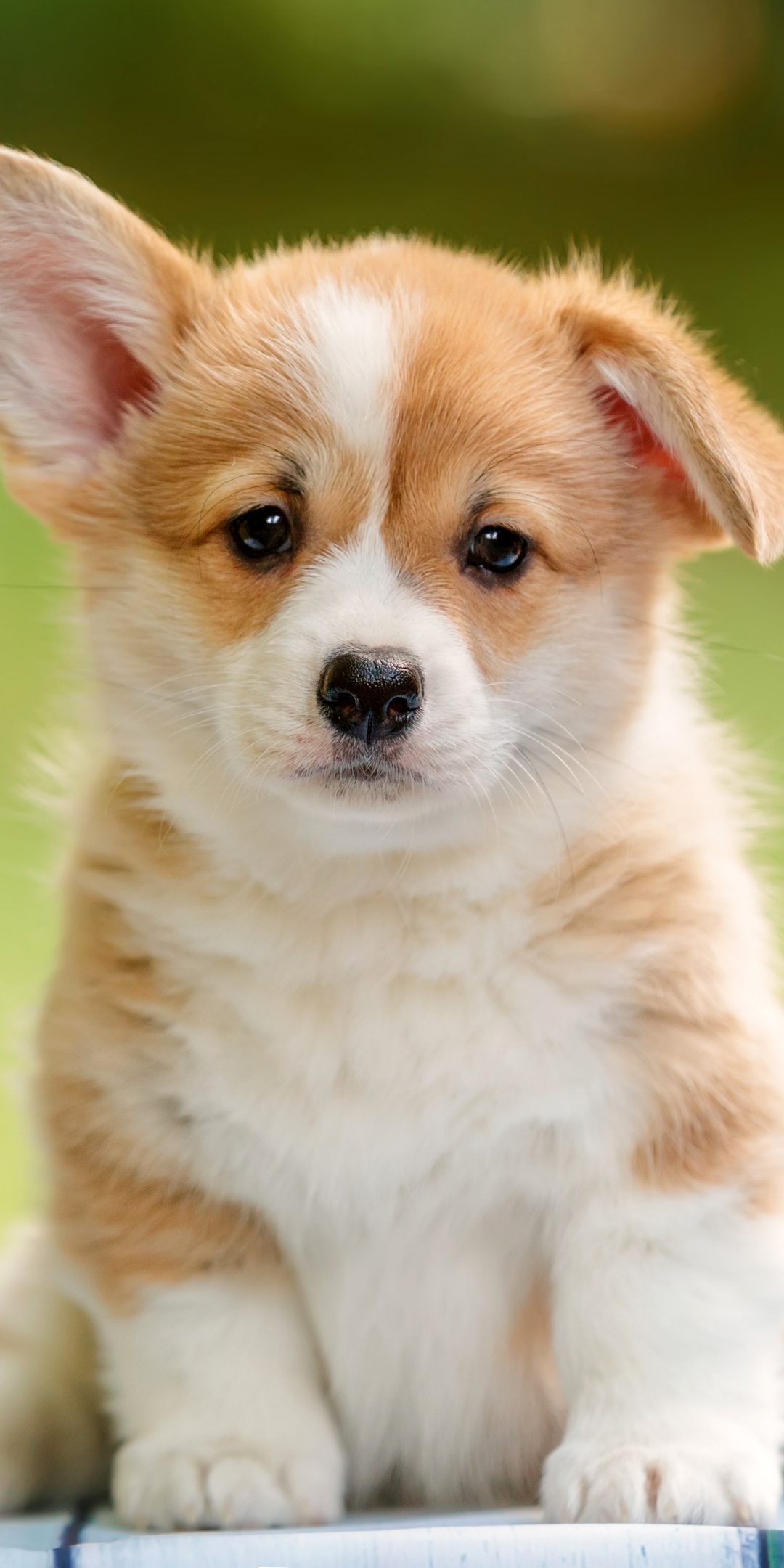 Corgi puppy Wallpaper 4K, Happy, Pet dog, Adorable
