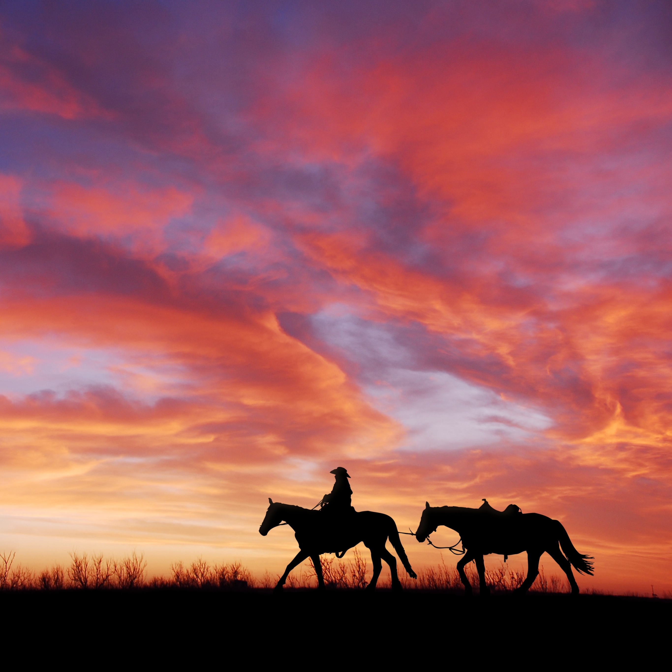 Horse Sunset Pictures  Download Free Images on Unsplash