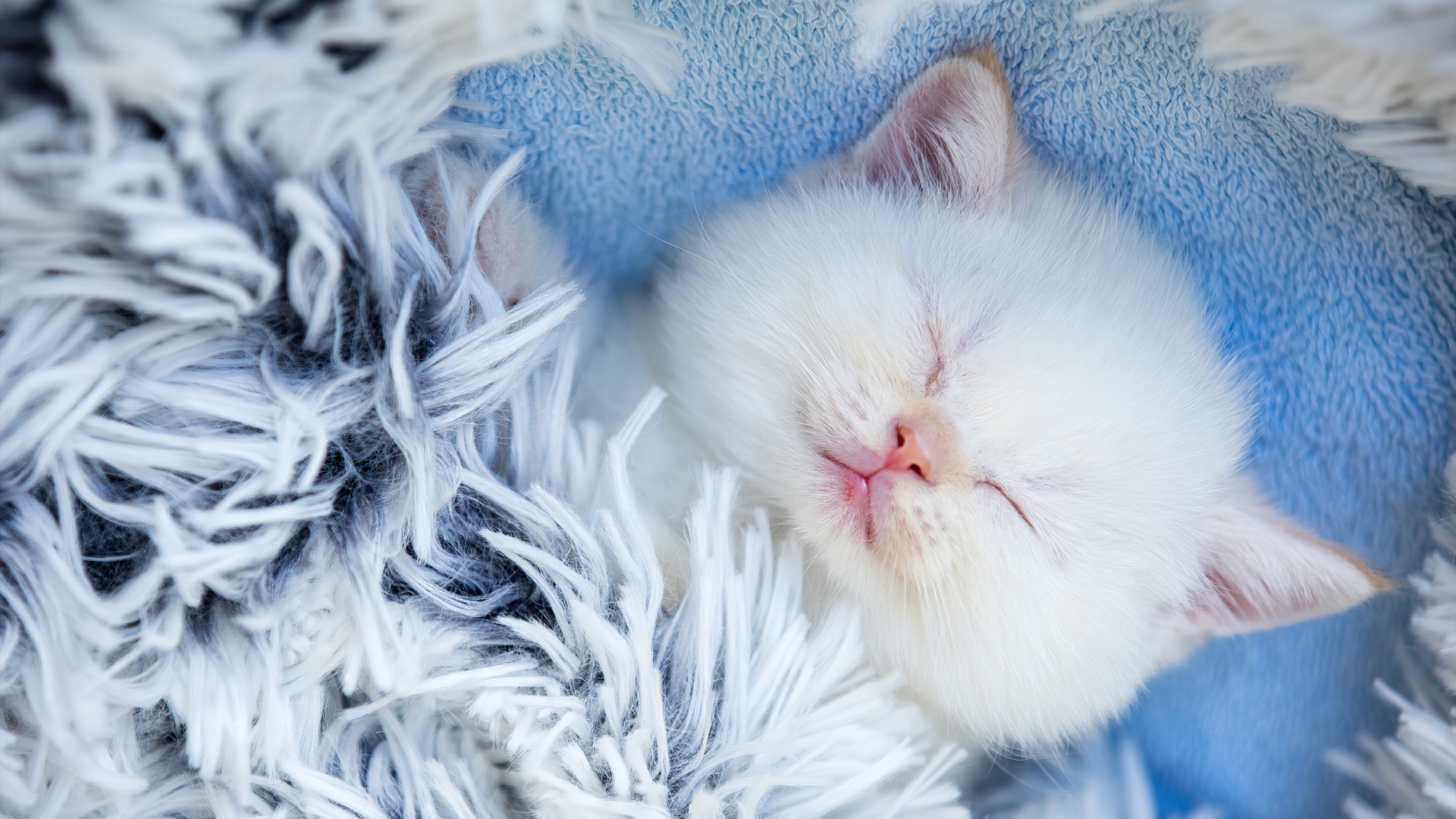 Cute Kitten Wallpaper 4K, Sleeping, Furry, Adorable