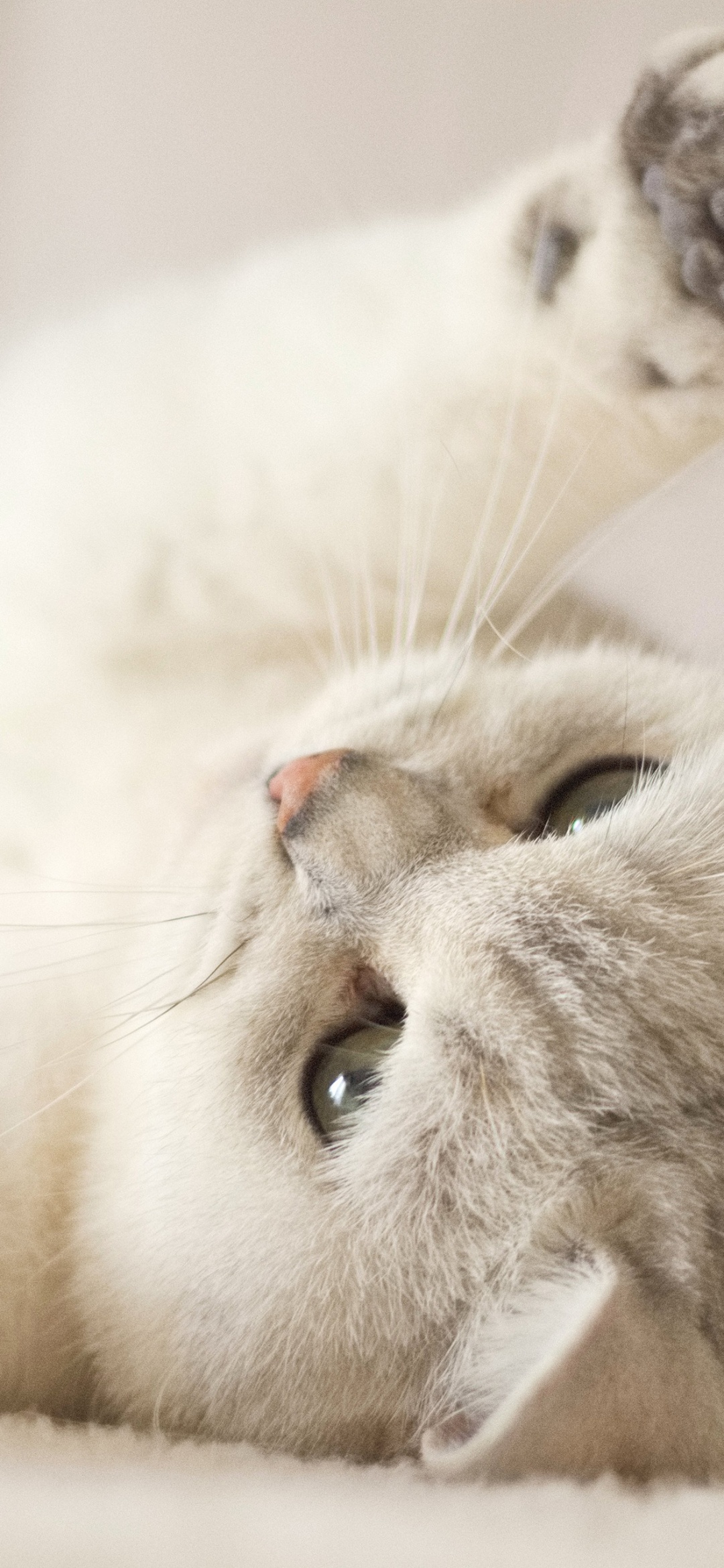 Cute Cat Wallpapers For Desktop 66 images