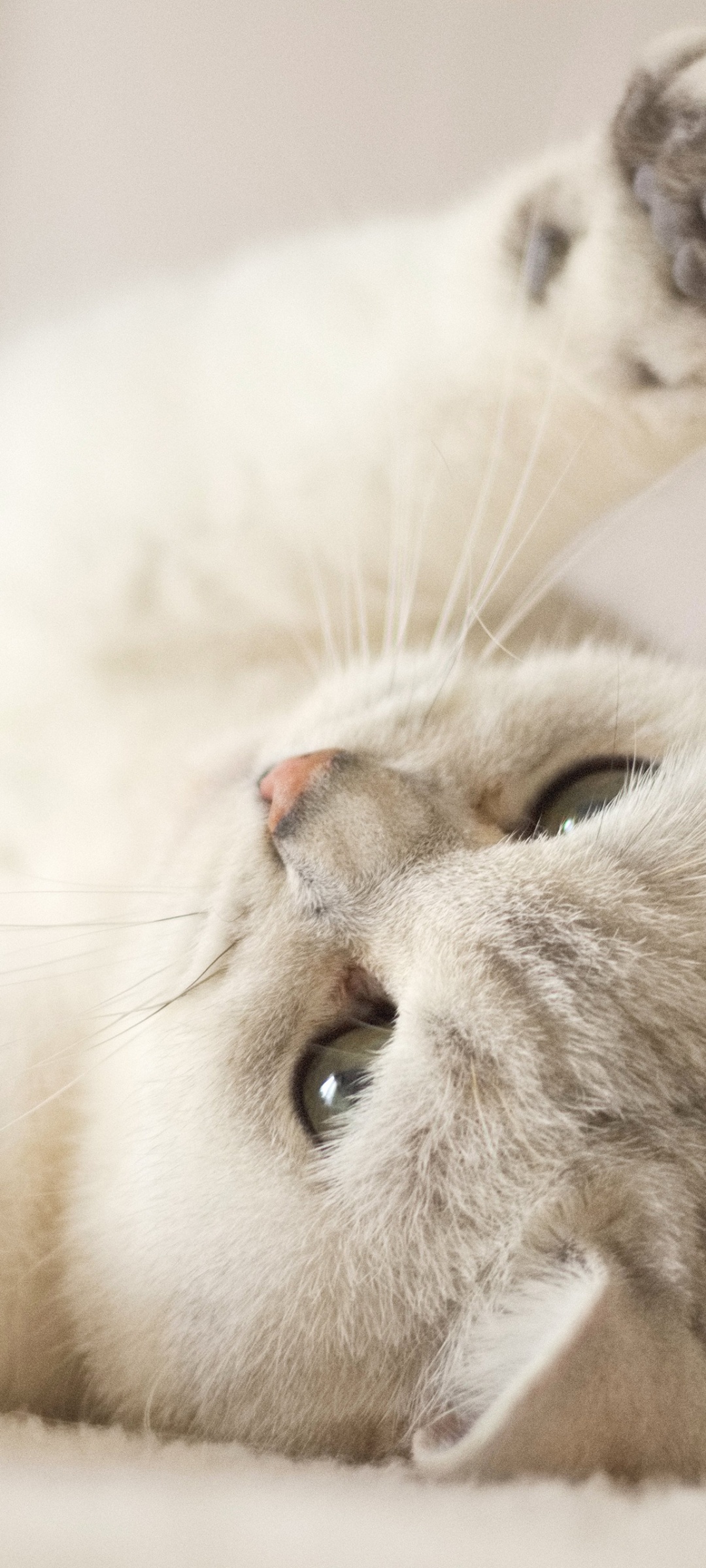 Cute Cat IPhone Wallpaper 87 images