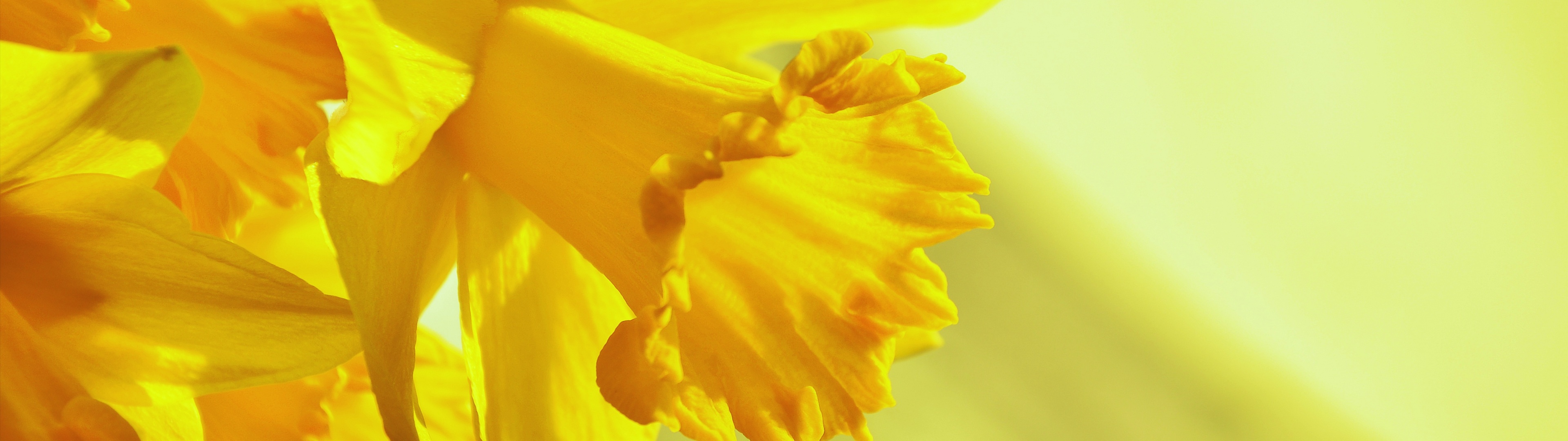 Daffodils Wallpaper 4K, Yellow flowers, Yellow background