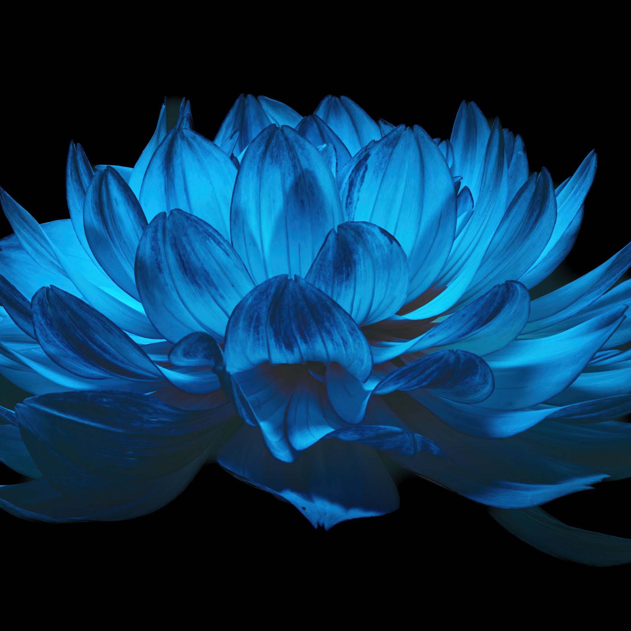 Dahlia flower Wallpaper 4K, AMOLED, Blue flower