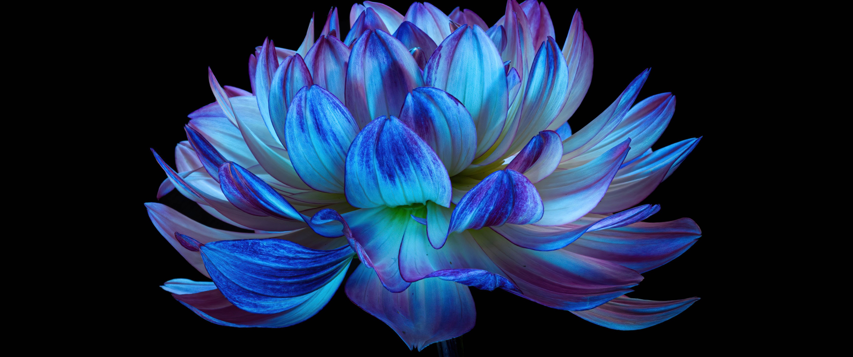 Hoa Dahlia là một trong những loài hoa đẹp nhất và độc đáo nhất. Với nền 4K sắc nét, hình ảnh hoa Dahlia sẽ làm cho điện thoại của bạn trở nên hoàn hảo và ấn tượng hơn.