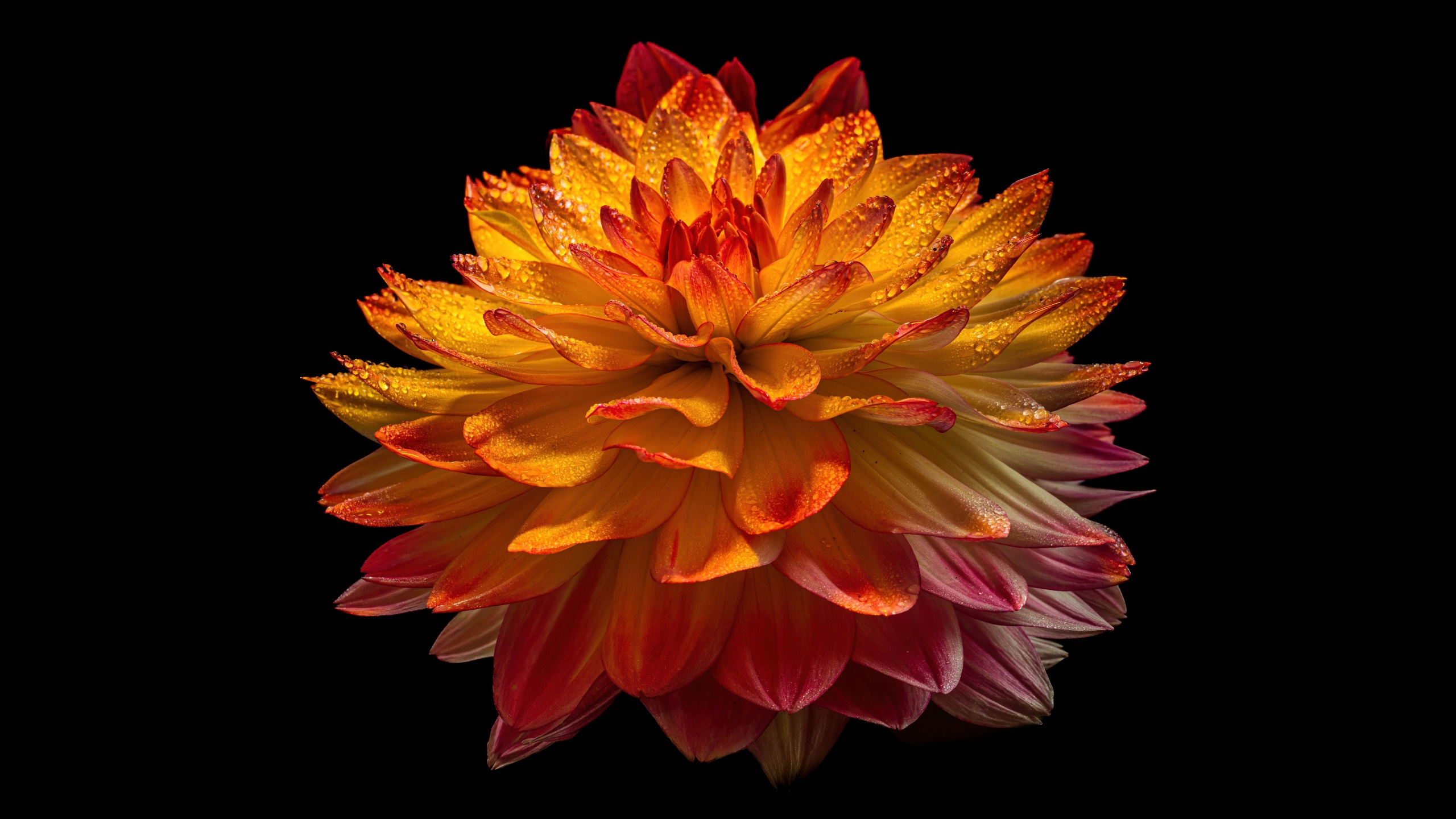 Tận hưởng vẻ đẹp tuyệt vời của hình nền hoa dạ yến thảo màu cam, tinh tế và duyên dáng. Hãy tải về ngay để thưởng thức vẻ đẹp này!