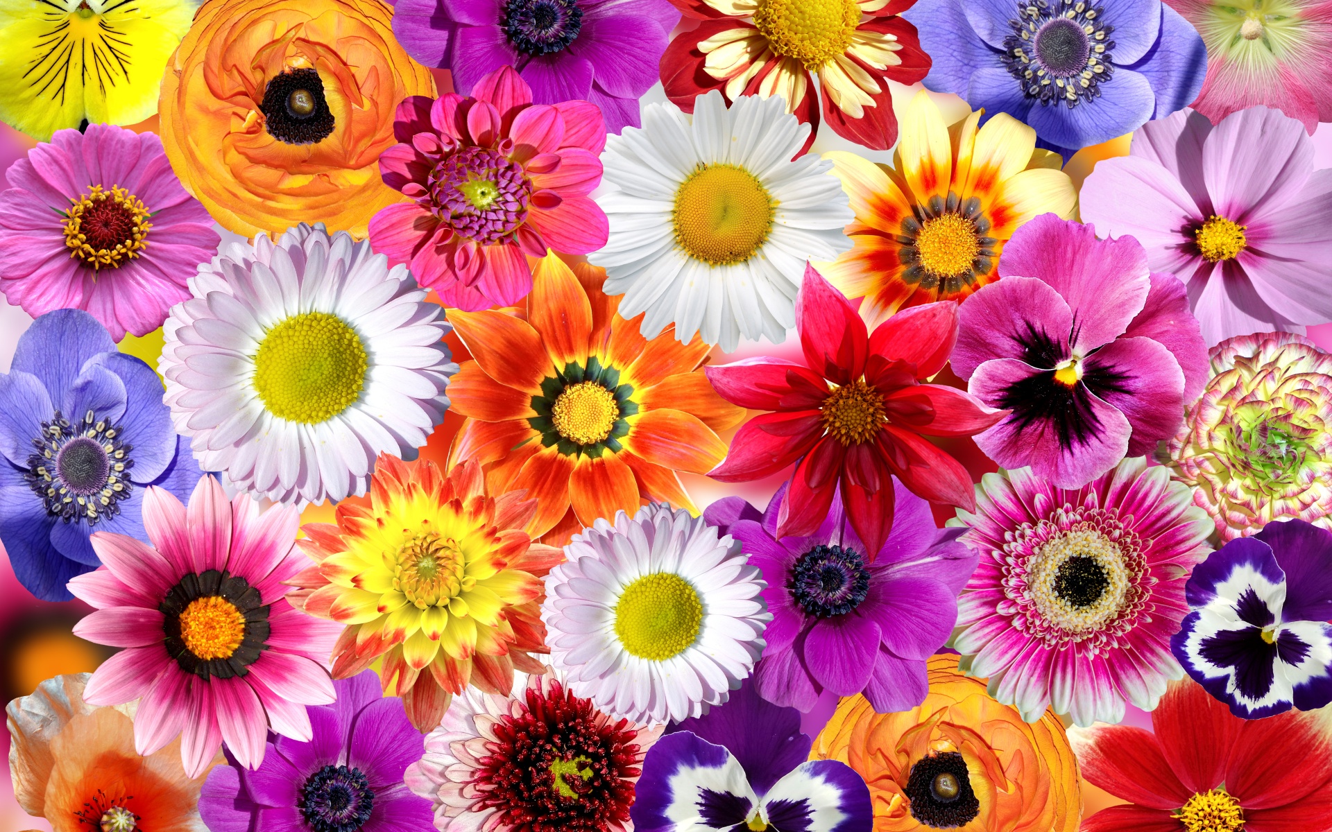 Daisy flowers Wallpaper 4K, Floral Background