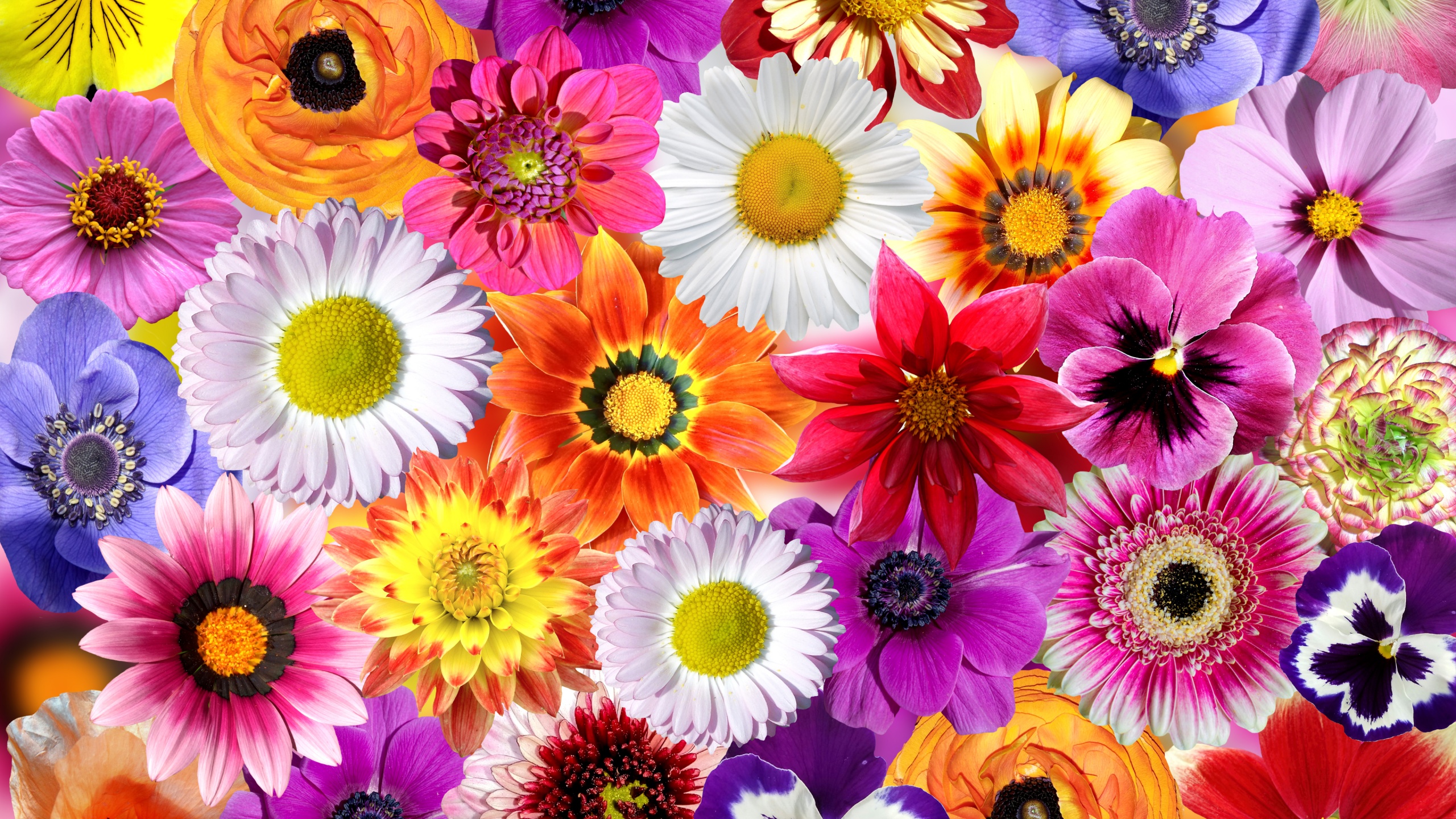 Daisy flowers Wallpaper 4K, Floral Background