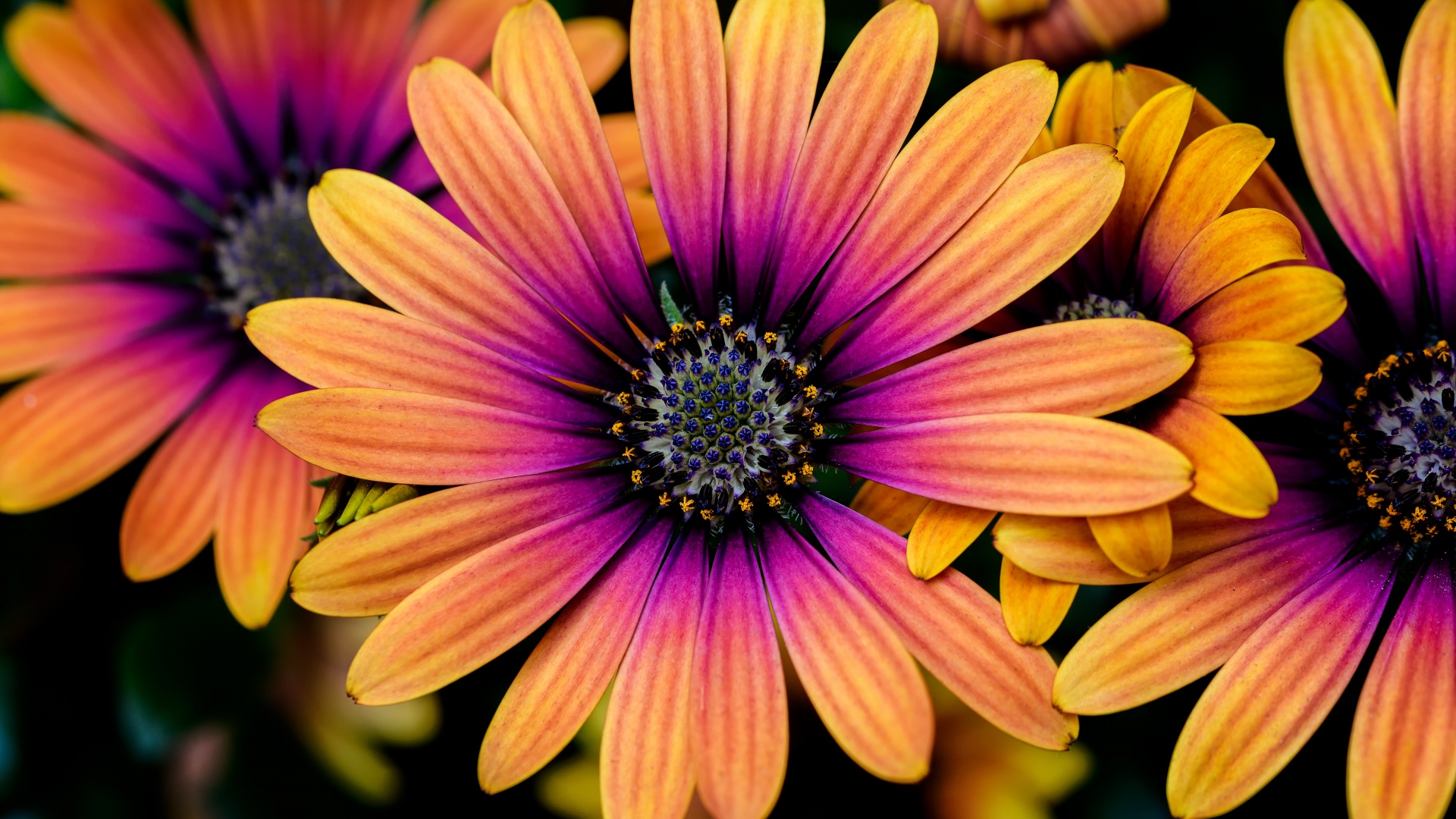Daisy flowers 4K Wallpaper, Colorful flowers, Yellow, Pink, Closeup