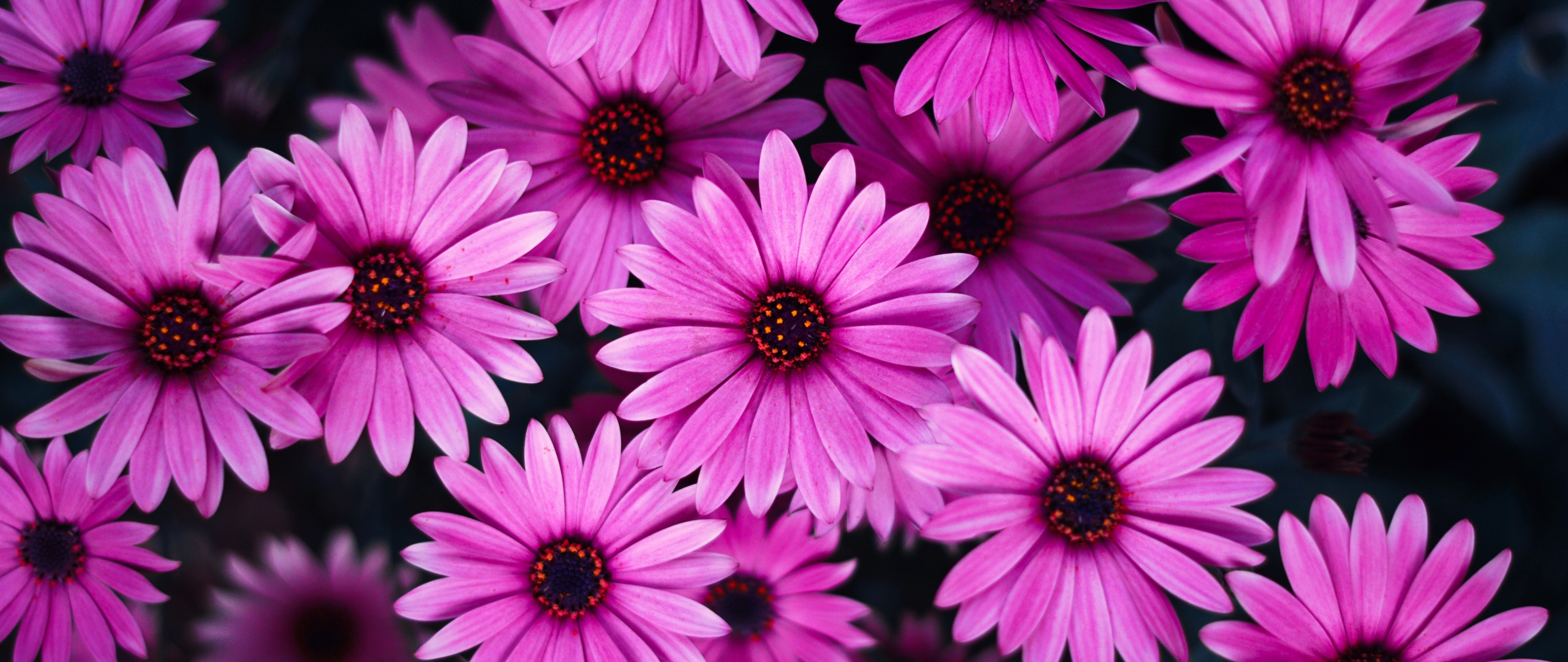 Daisy flowers Wallpaper 4K, Pink flowers, Pink Daisies