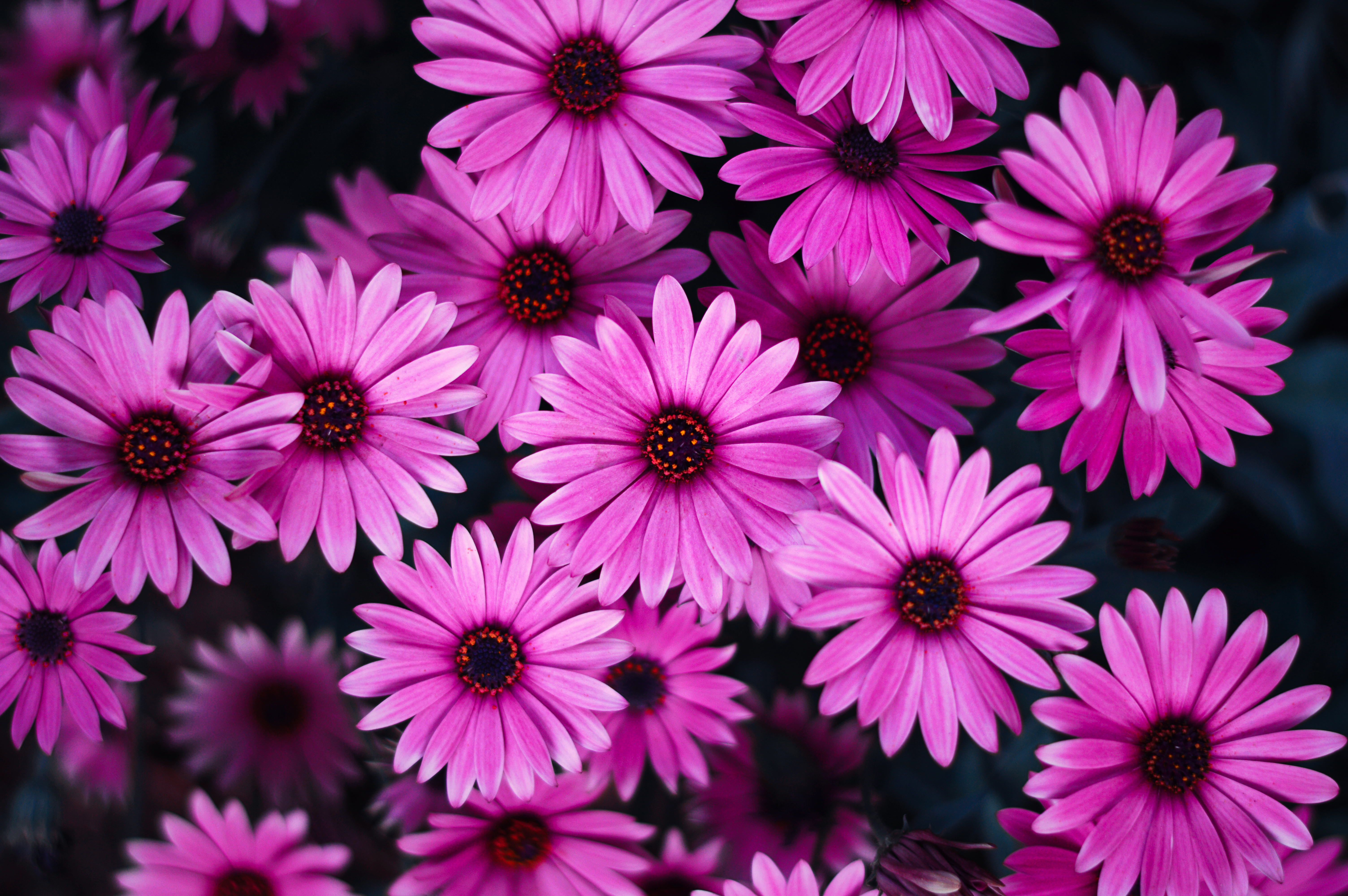 Fresh Pink Daisy  Flowers  Nature Background Wallpapers on Desktop Nexus  Image 1227129