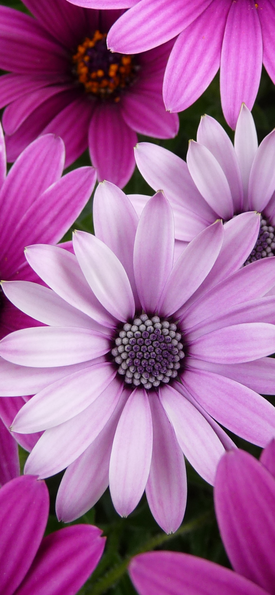 Daisy flowers Wallpaper 4K, Purple Flowers, Pink flowers, Garden