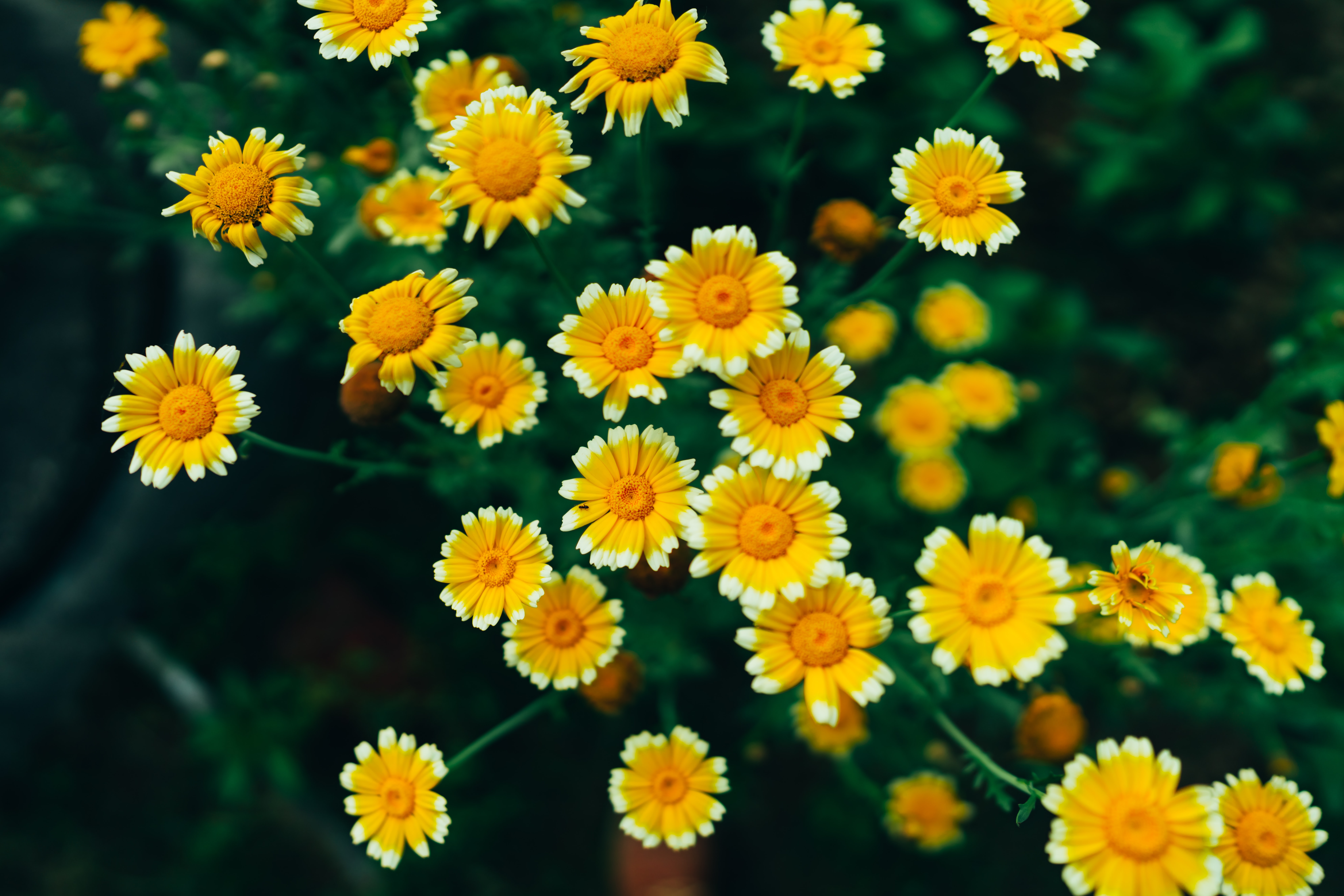 Daisy flowers Wallpaper 4K, Yellow flowers, Blossom, Flowers, #1108