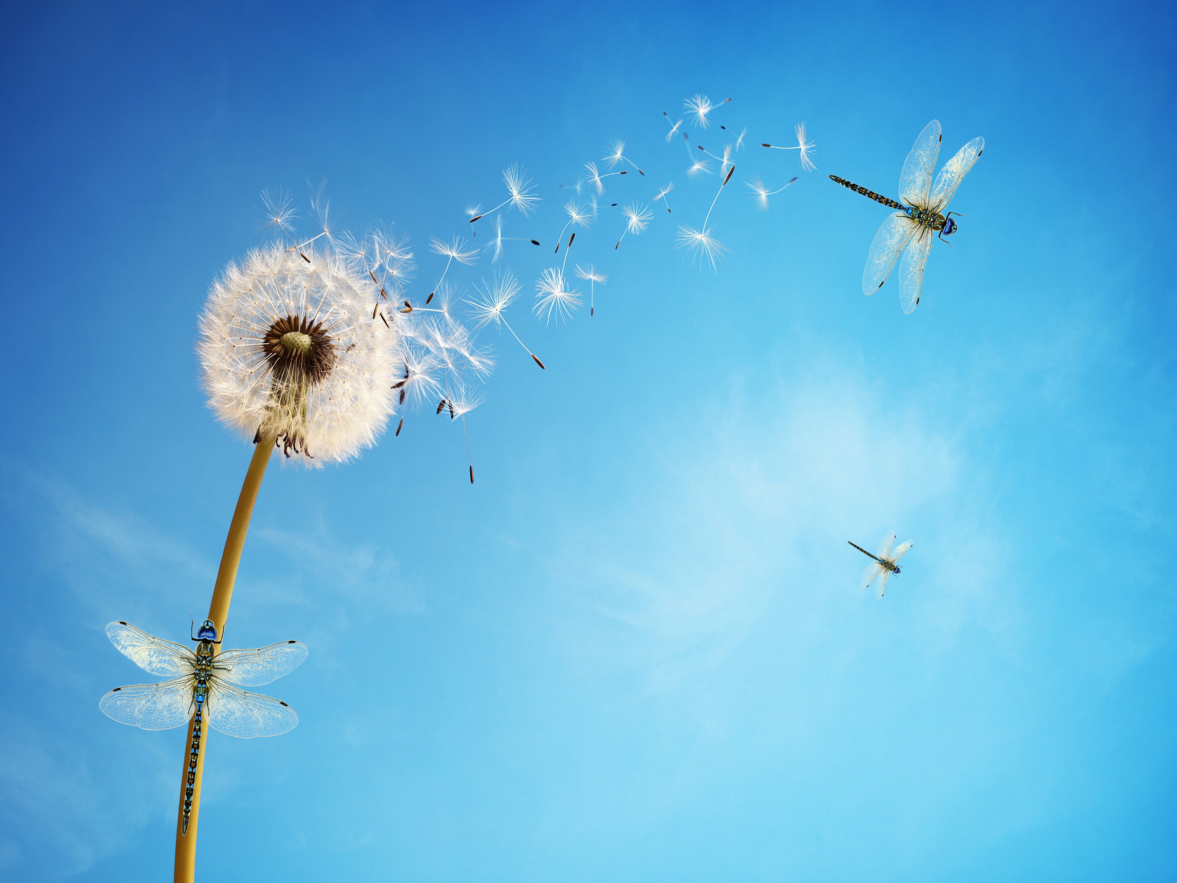 dandelion flower 4k wallpaper white dragonflies blue sky insects blue background sky view flowers 2366 dandelion flower 4k wallpaper white