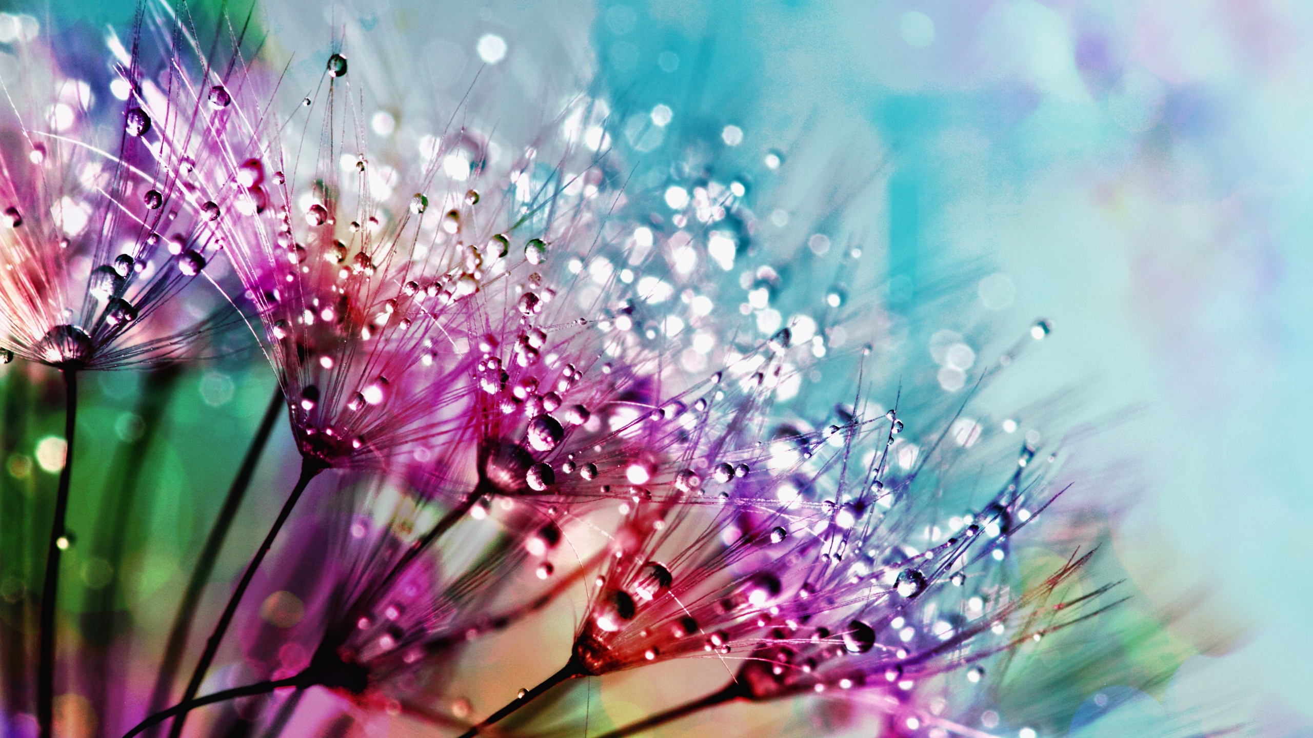 dandelion flowers 4k wallpaper multicolor colorful water drops 5k flowers 2070 dandelion flowers 4k wallpaper